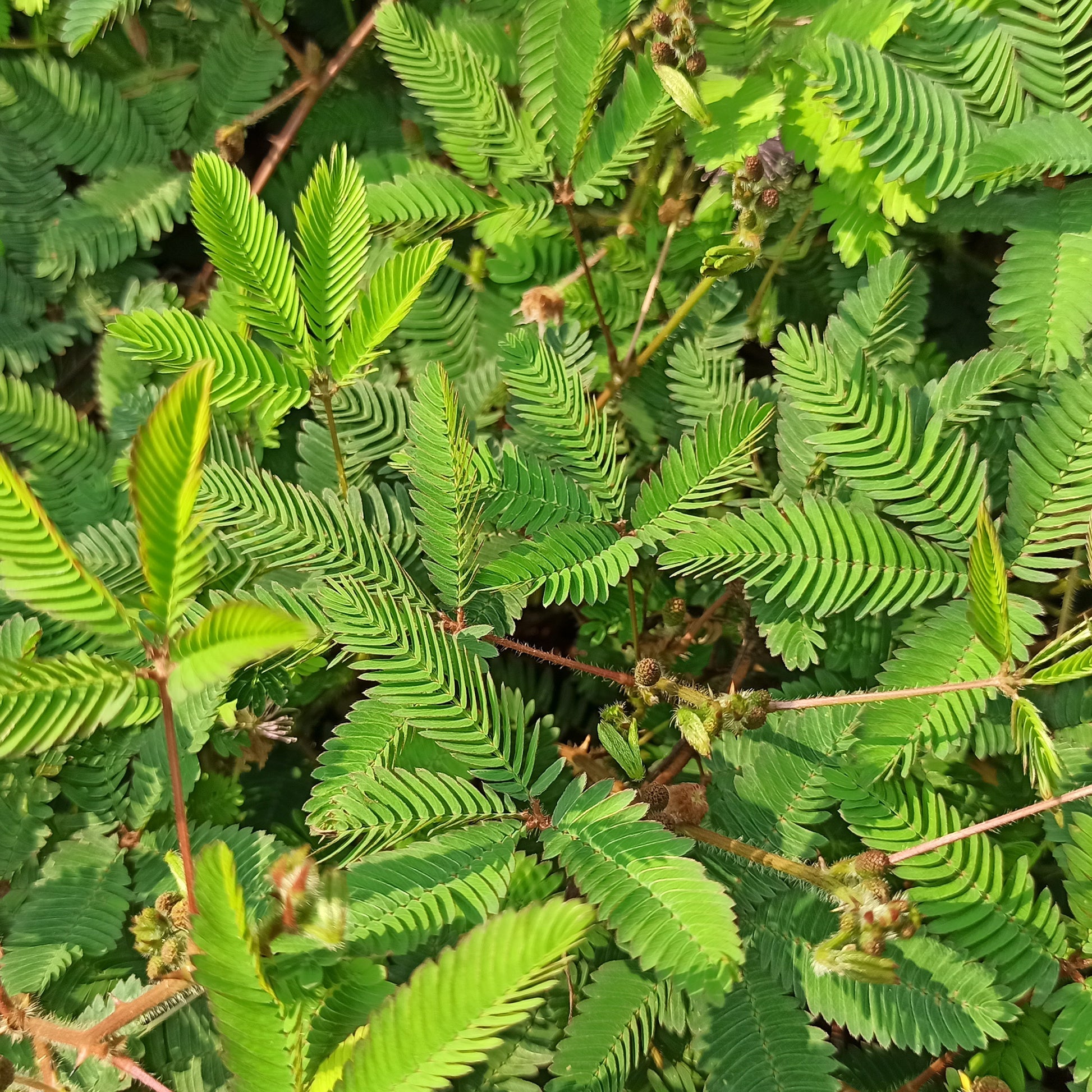 Terrasse und Balkon - Mimose pudica (Sinnpflanze) - Mimosa pudica