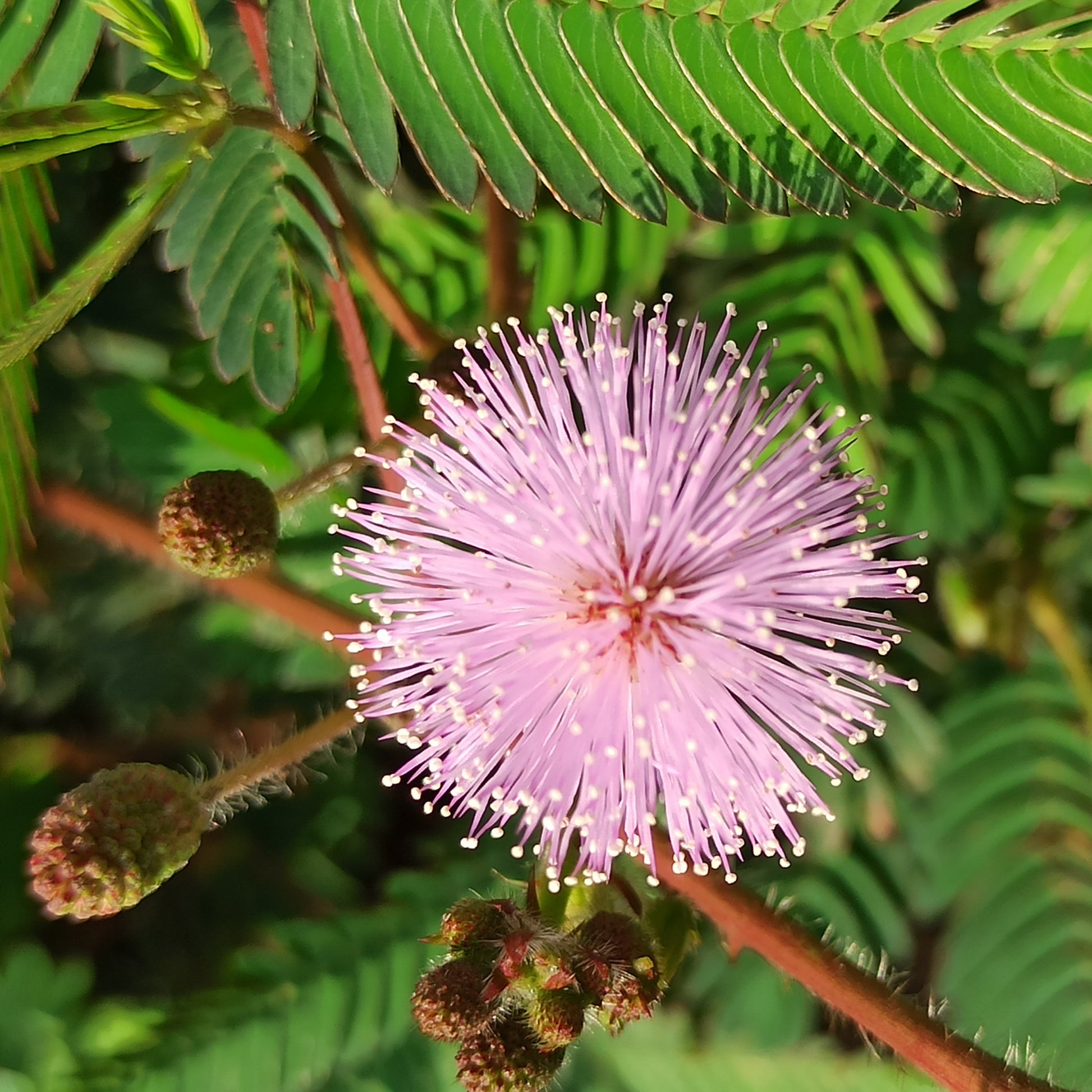 Mimosa pudica - Mimose pudica (Sinnpflanze) - Terrasse und Balkon