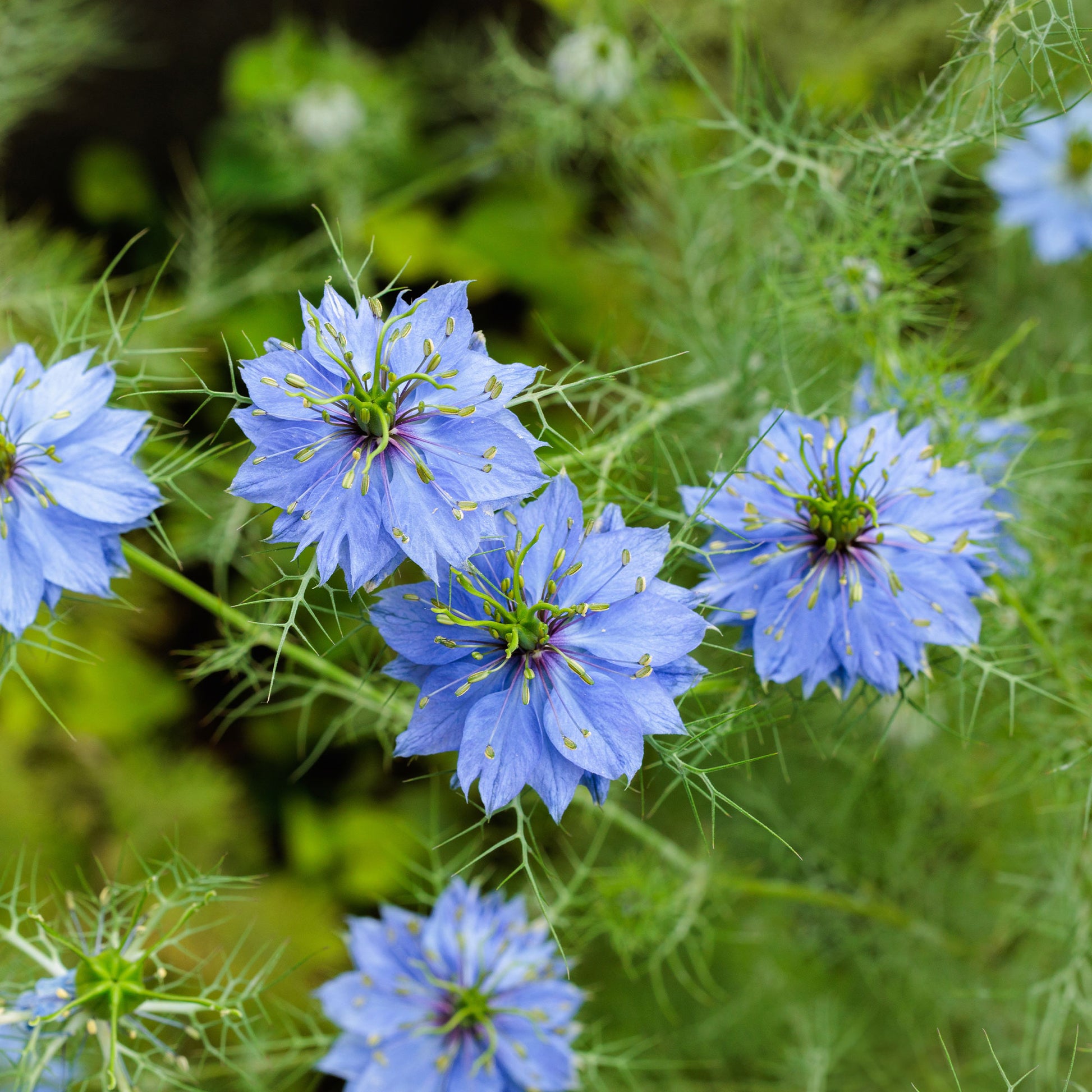 Jungfer im Grünen ‘Miss Jekyll Blue’ - Bakker