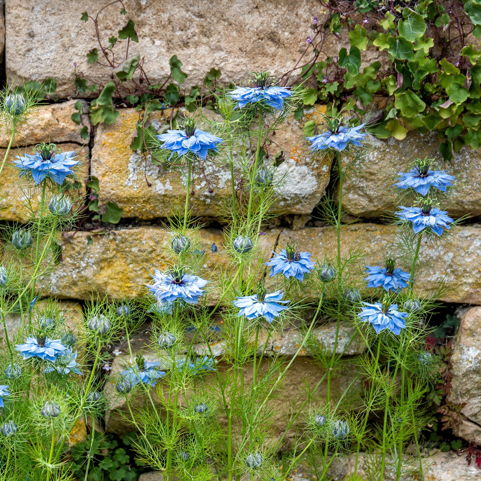 Jungfer im Grünen ‘Miss Jekyll Blue’ - Nigella damascena - Bakker