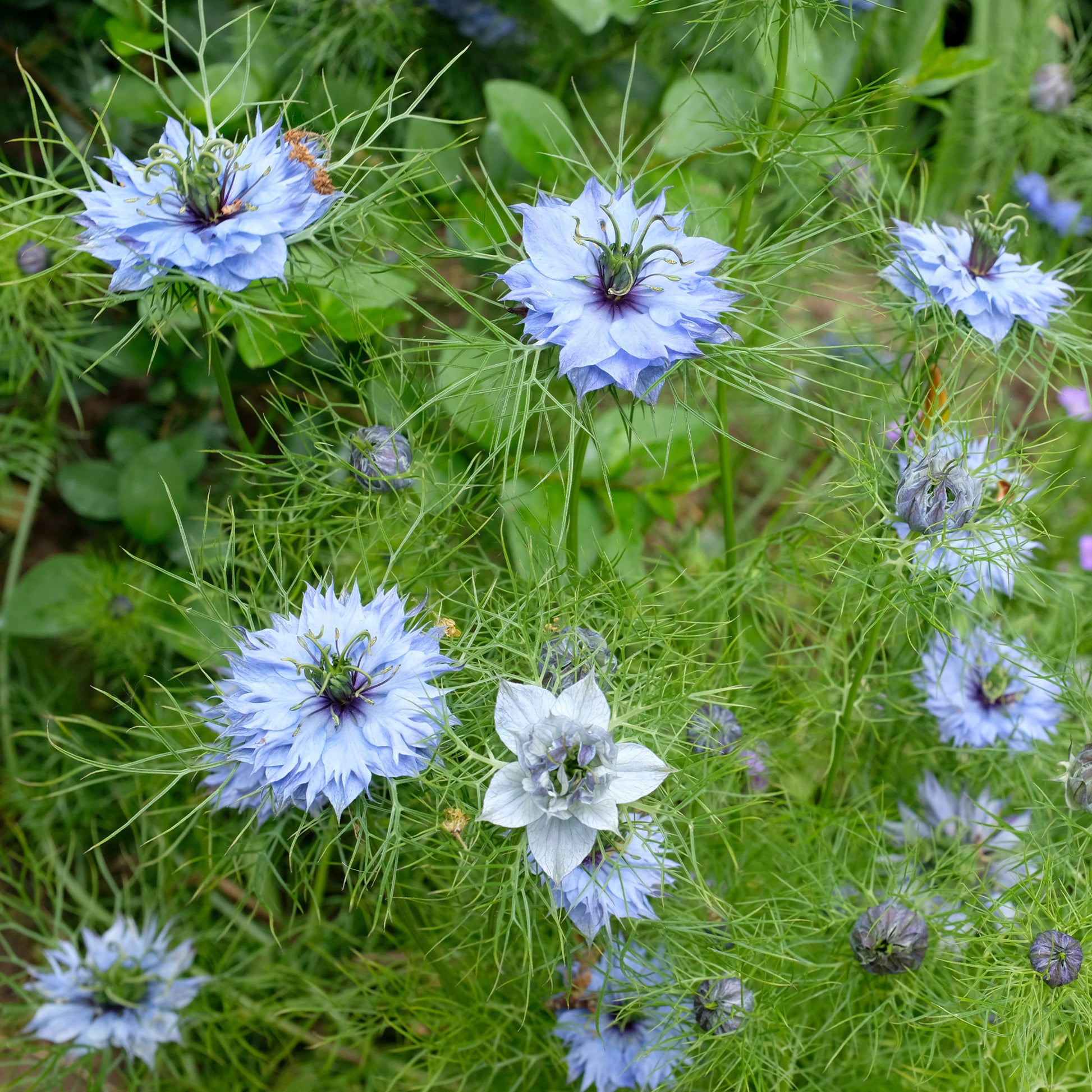 Nigella damascena - Jungfer im Grünen ‘Miss Jekyll Blue’ - Samen für Blumenbeete und -ränder