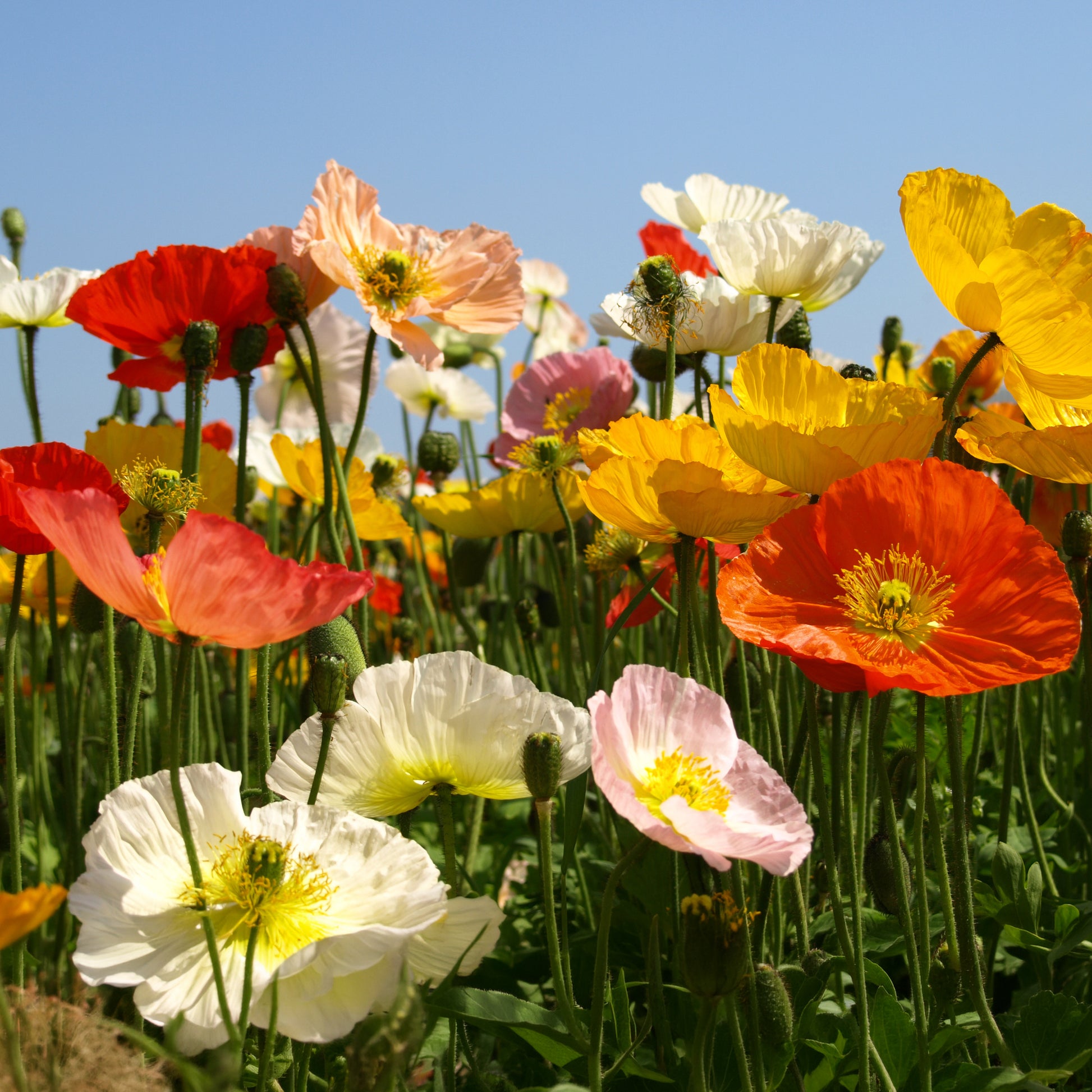 Islandmohn ‘Artist’s Glory’ Mischung - Papaver nudicaule - Bakker