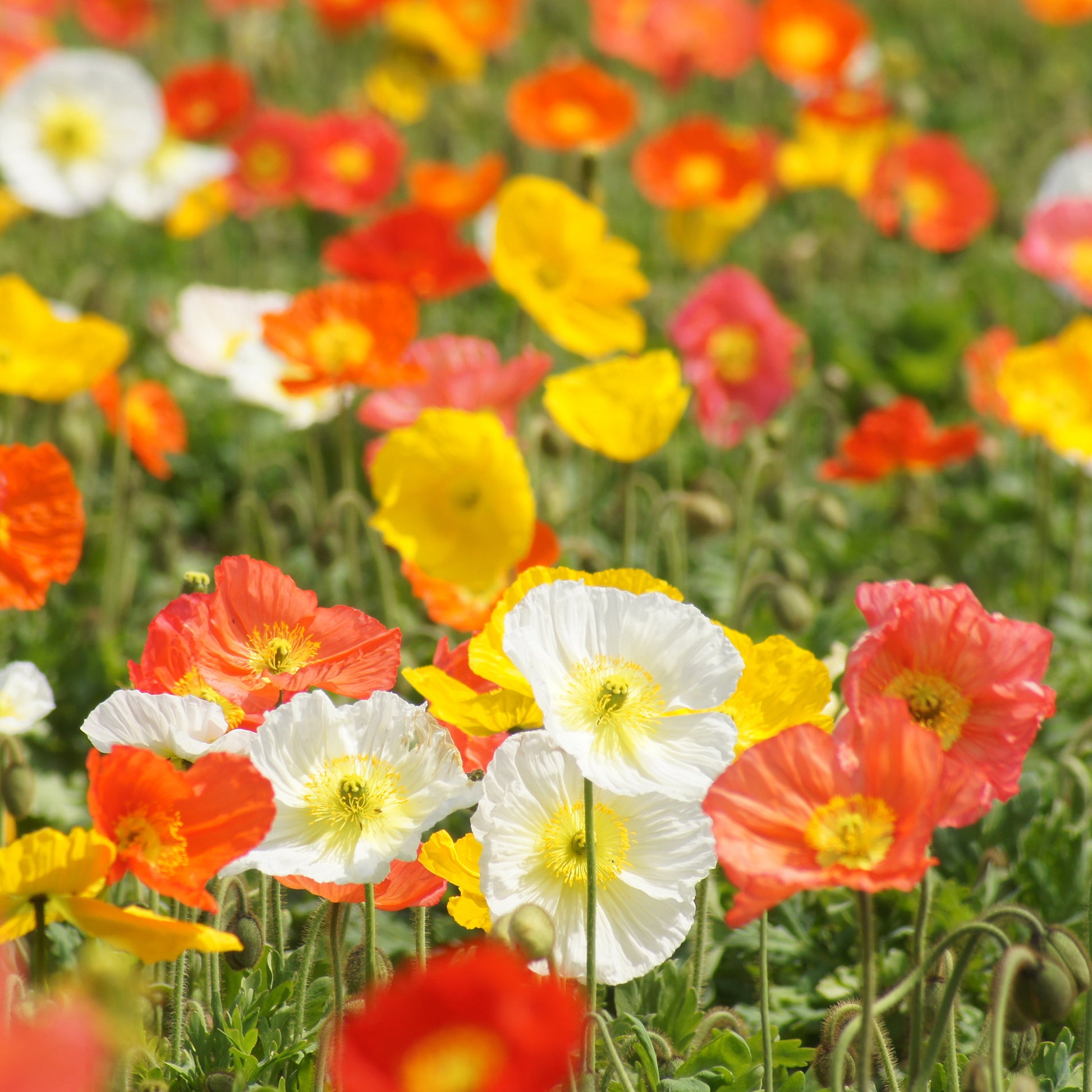 Terrasse und Balkon - Islandmohn ‘Artist’s Glory’ Mischung - Papaver nudicaule