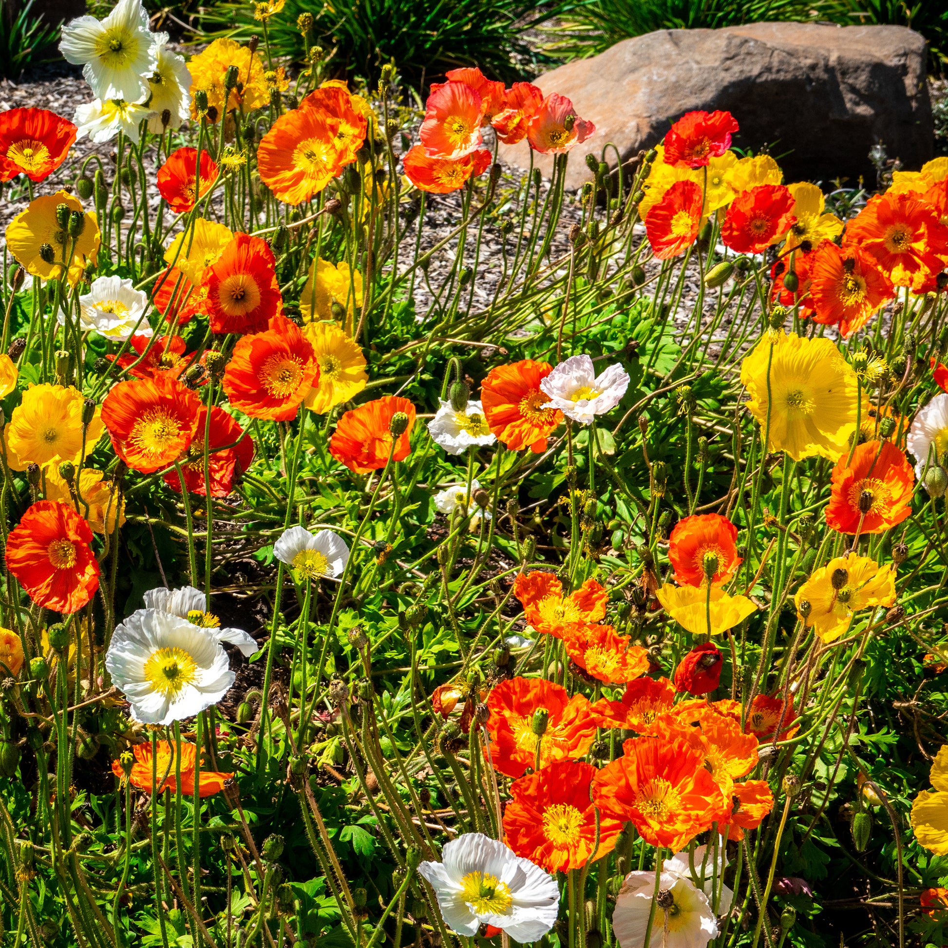 Islandmohn ‘Artist’s Glory’ Mischung - Bakker