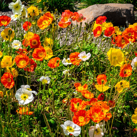 Islandmohn ‘Artist’s Glory’ Mischung - Bakker