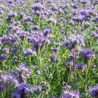 Phacelia tanacetifolia - Phacelia Bio - Samen für einjährige Blumen