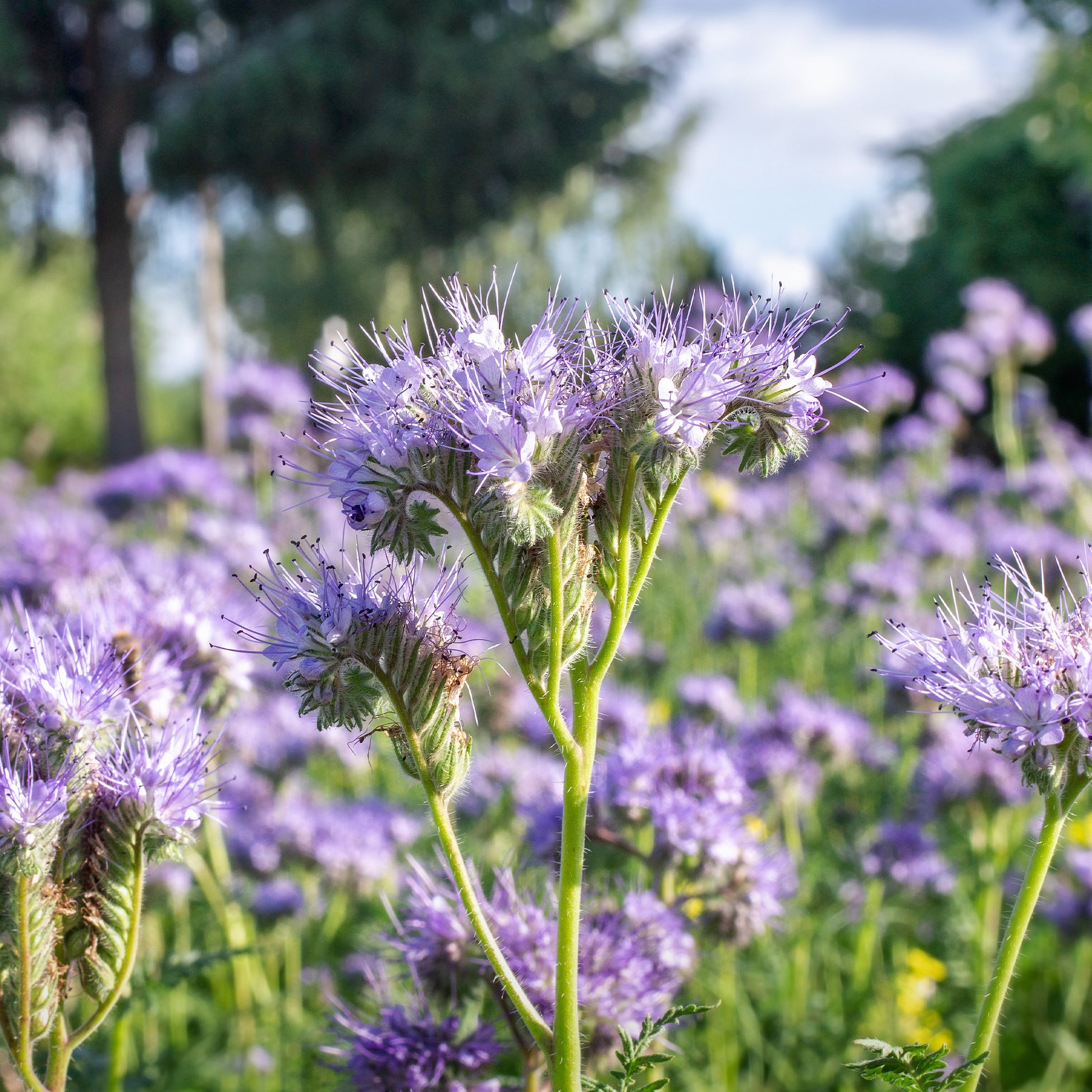 Phacelia Bio - Bakker