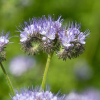 Samen für einjährige Blumen - Phacelia Bio - Phacelia tanacetifolia