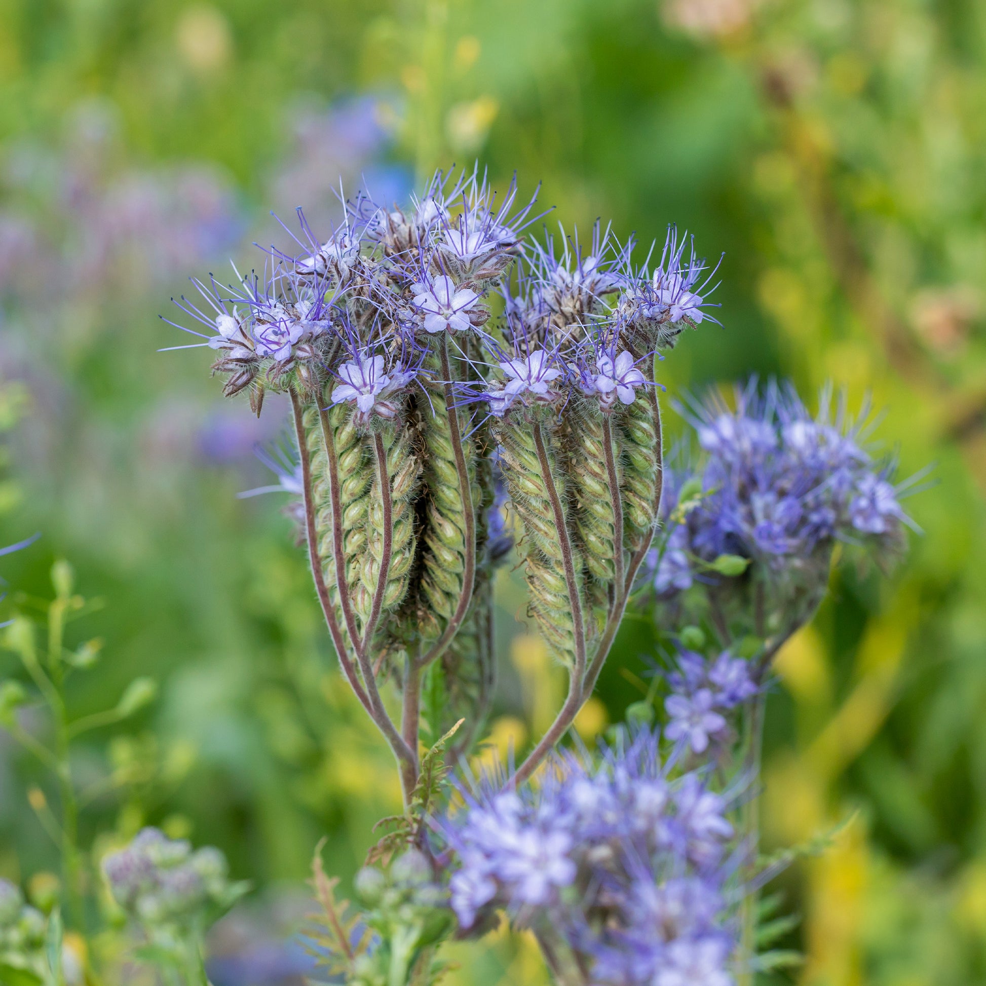 Phacelia Bio - Phacelia tanacetifolia - Bakker