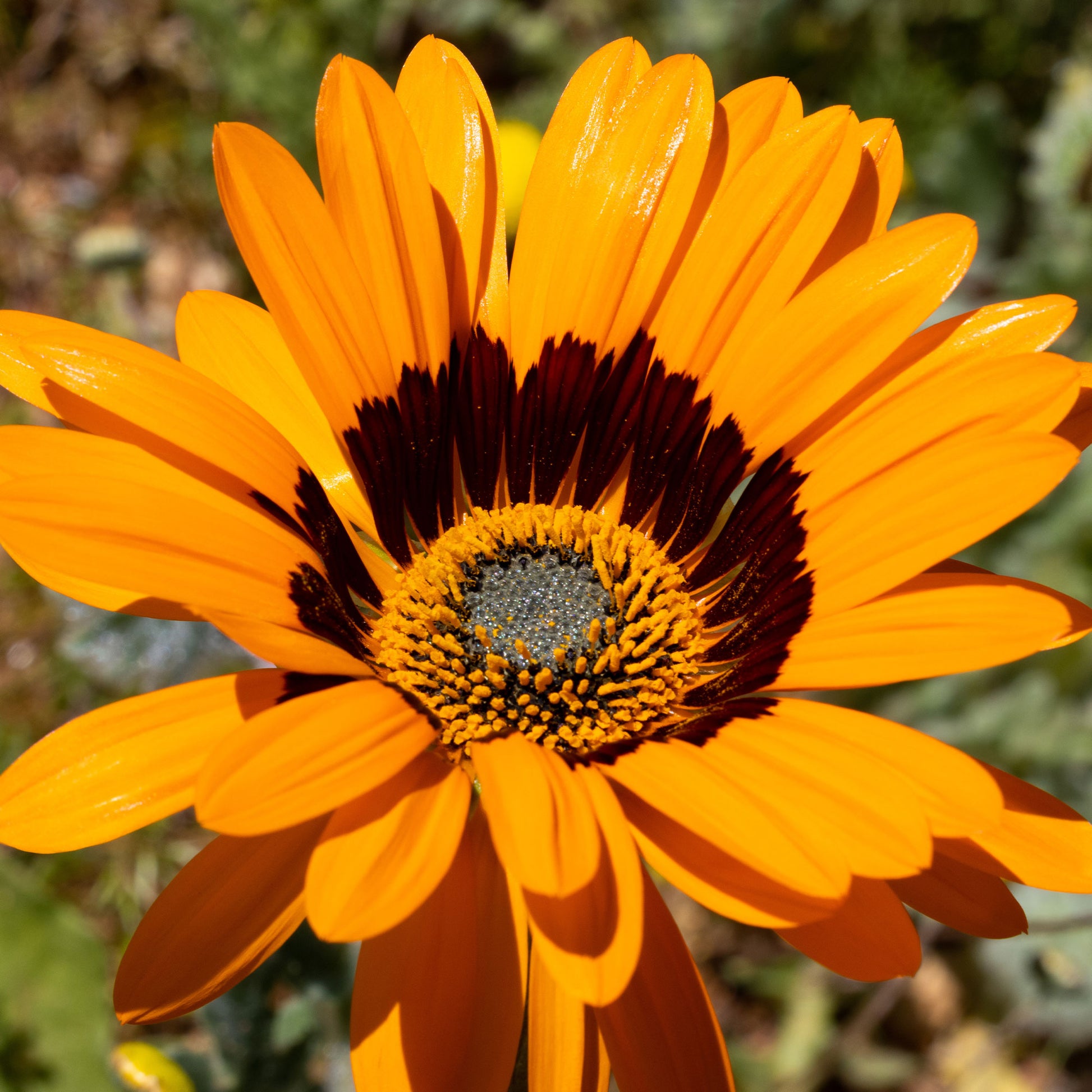 Venidium 'Prince of Orange' - Bakker