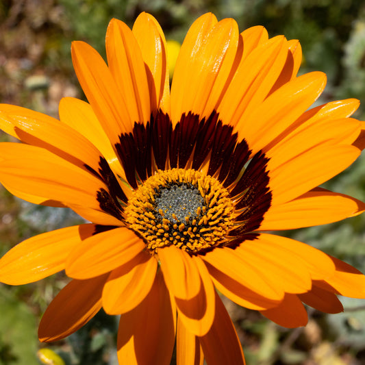 Venidium 'Prince of Orange' - Bakker