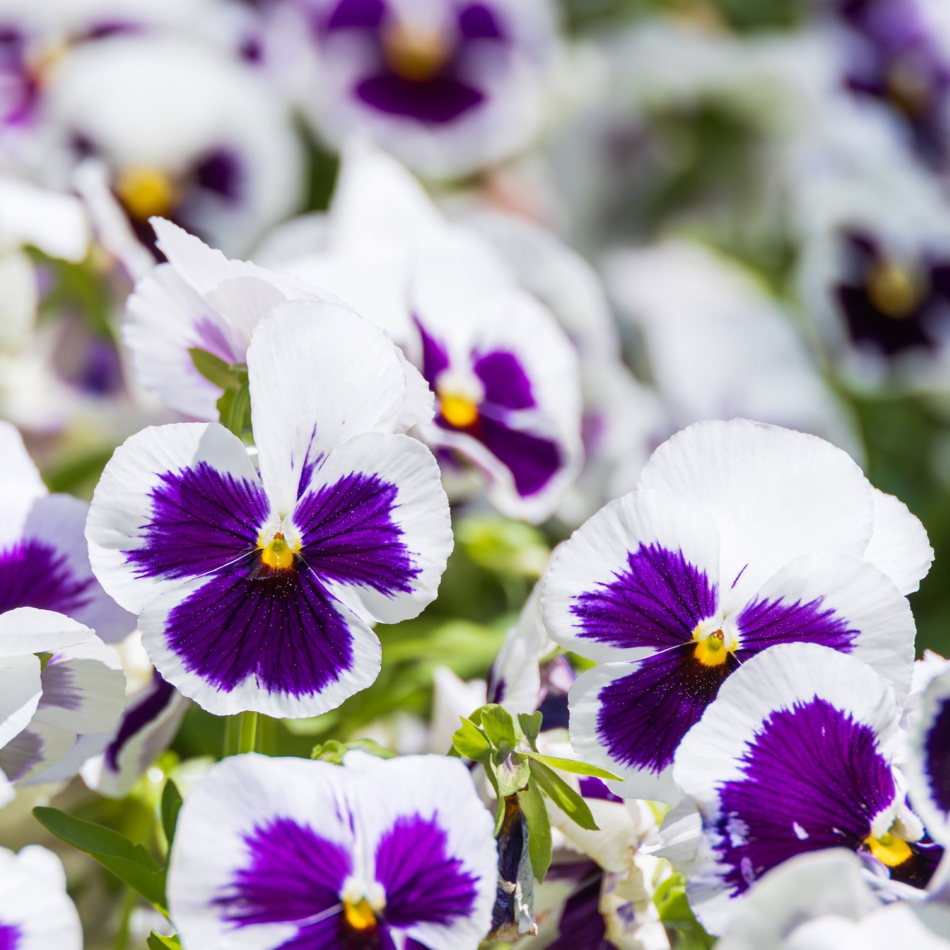 Viola x wittrockiana silverbride - Schweizer Riesen Stiefmütterchen Silverbride - Terrasse und Balkon