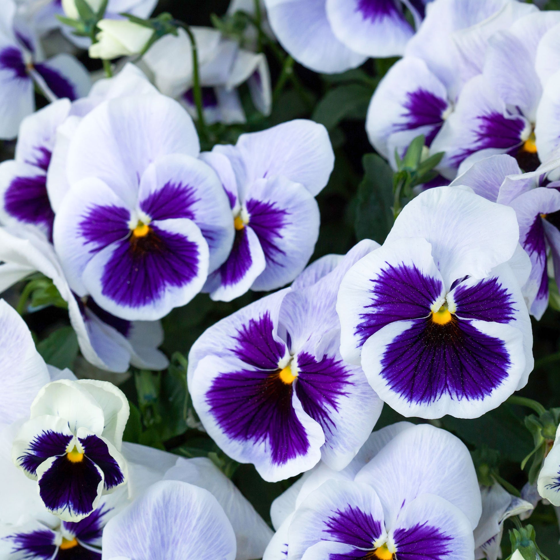 Schweizer Riesen Stiefmütterchen Silverbride - Viola x wittrockiana silverbride - Bakker