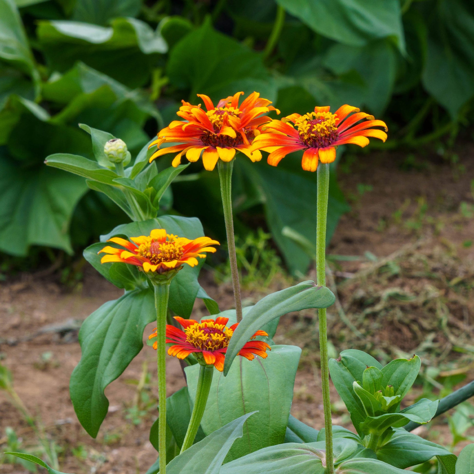 Zinnia elegans - Zinnie 'Caroussel' gefüllt Mischung - Samen für Blumenbeete und -ränder