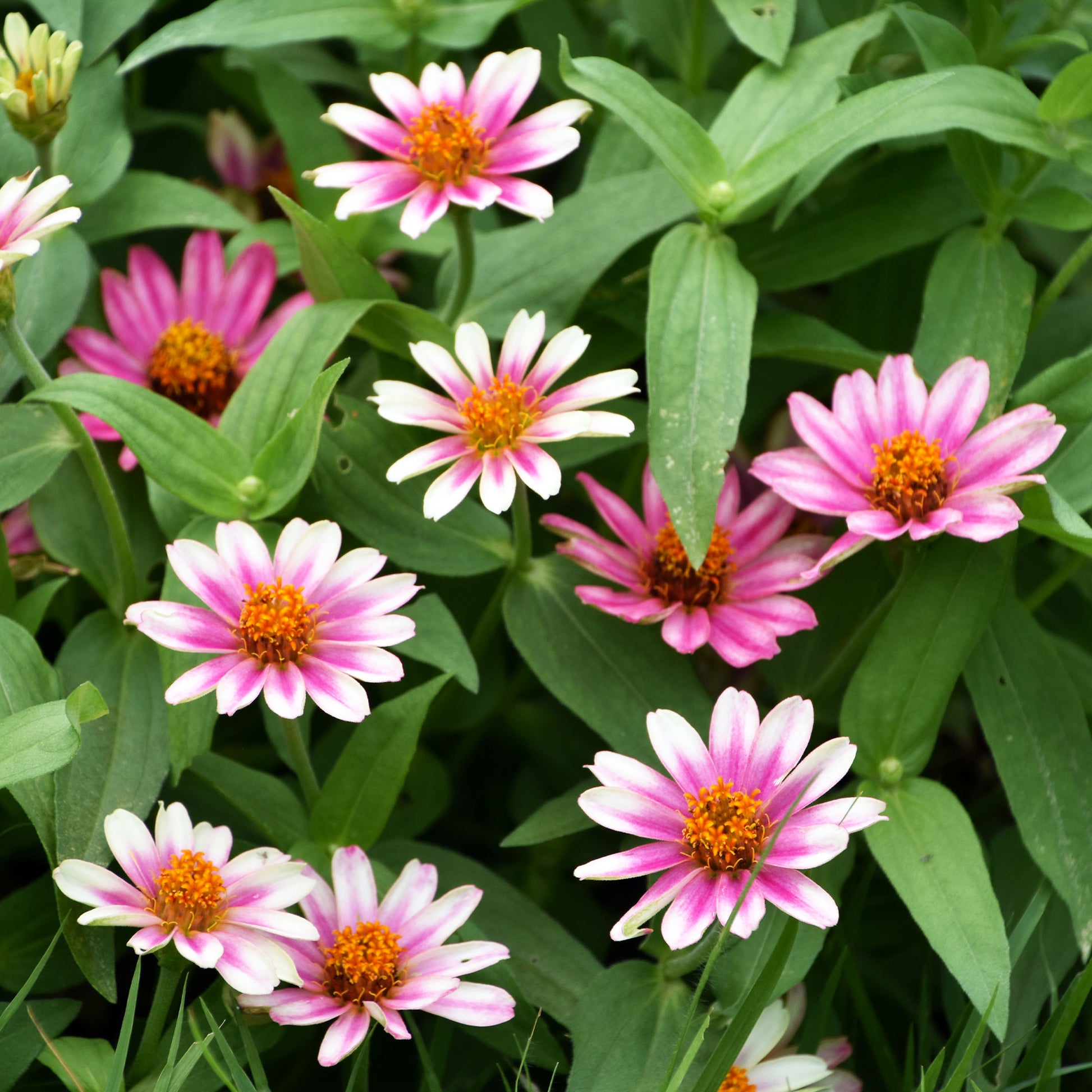 Samen für Blumenbeete und -ränder - Zinnie 'Caroussel' gefüllt Mischung - Zinnia elegans