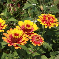 Zinnie 'Caroussel' gefüllt Mischung - Zinnia elegans - Bakker