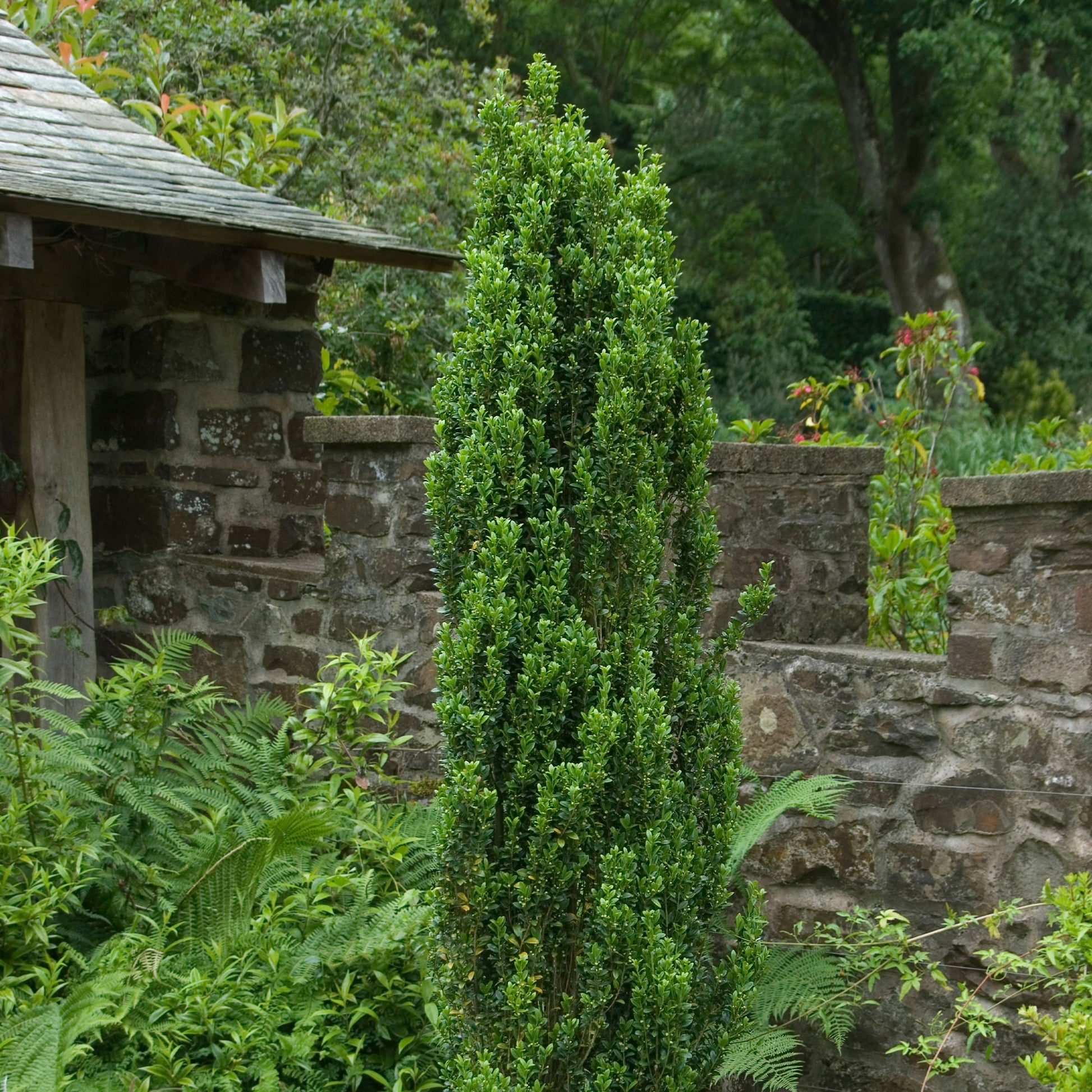 Japanische Stechpalme Fastigiata - Ilex crenata fastigiata - Bakker