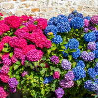 Hortensien-Kollektion rot & blau (x4) - Hydrangea macrophylla - Bakker