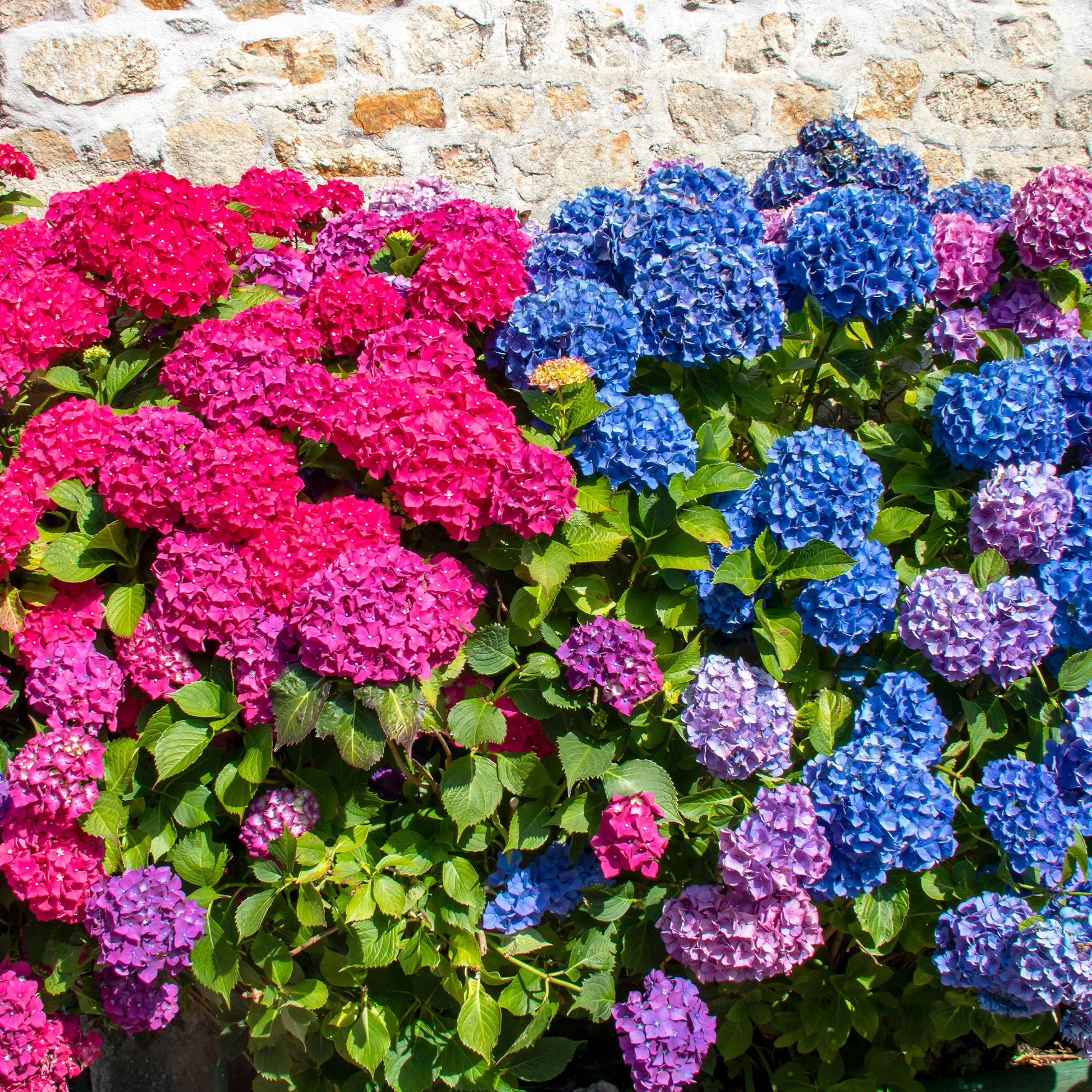 Hortensien-Kollektion rot & blau (x4) - Hydrangea macrophylla - Bakker