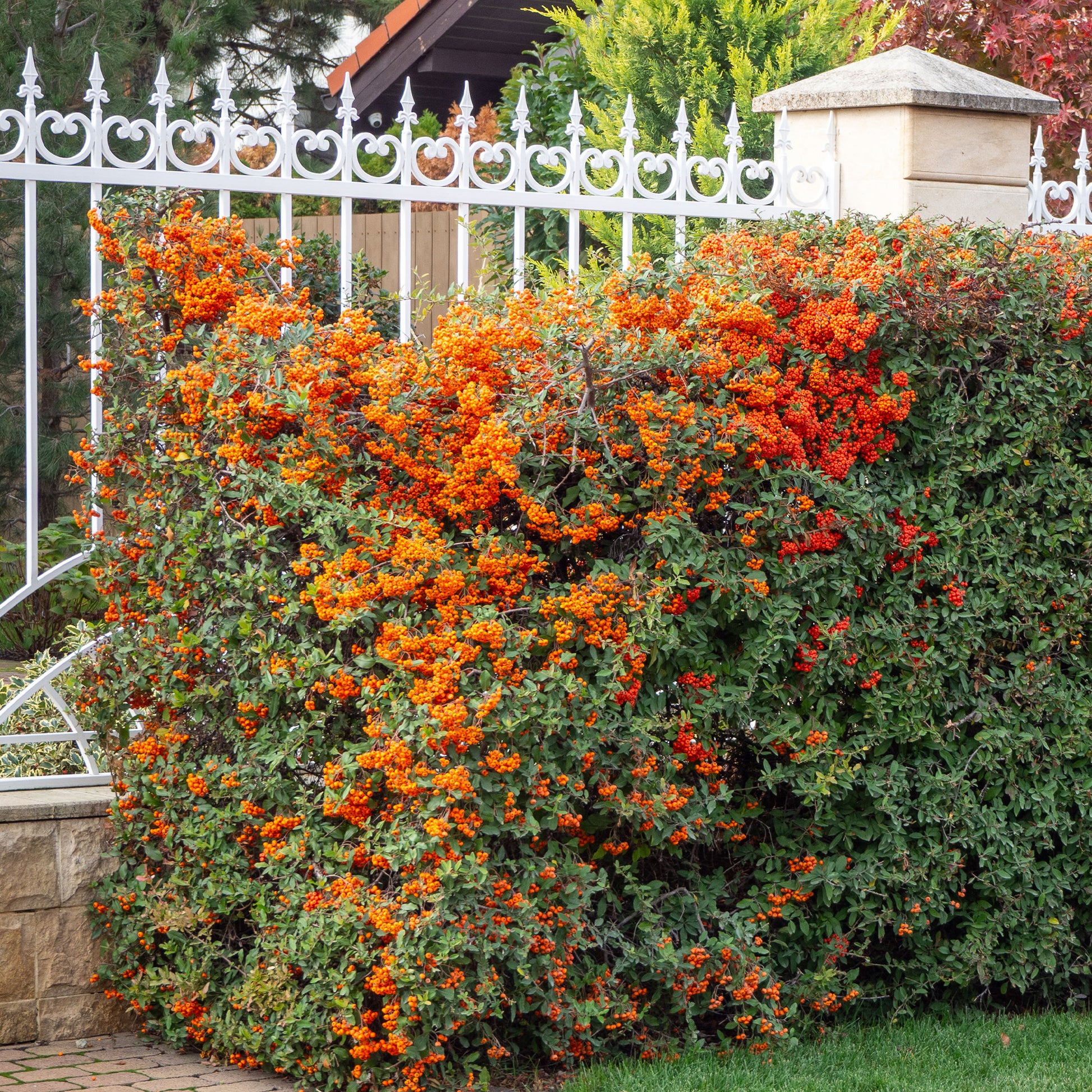 Feuerdorn ‘Saphyr Orange’® - Bakker