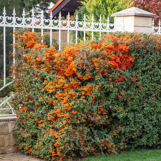 Feuerdorn ‘Saphyr Orange’® - Bakker