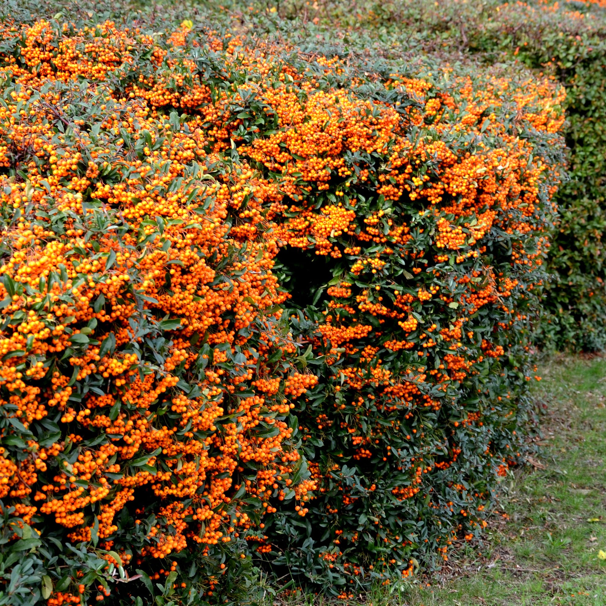 Pyracantha  saphyr ® orange cadange - Feuerdorn ‘Saphyr Orange’® - Immergrüne Pflanzen