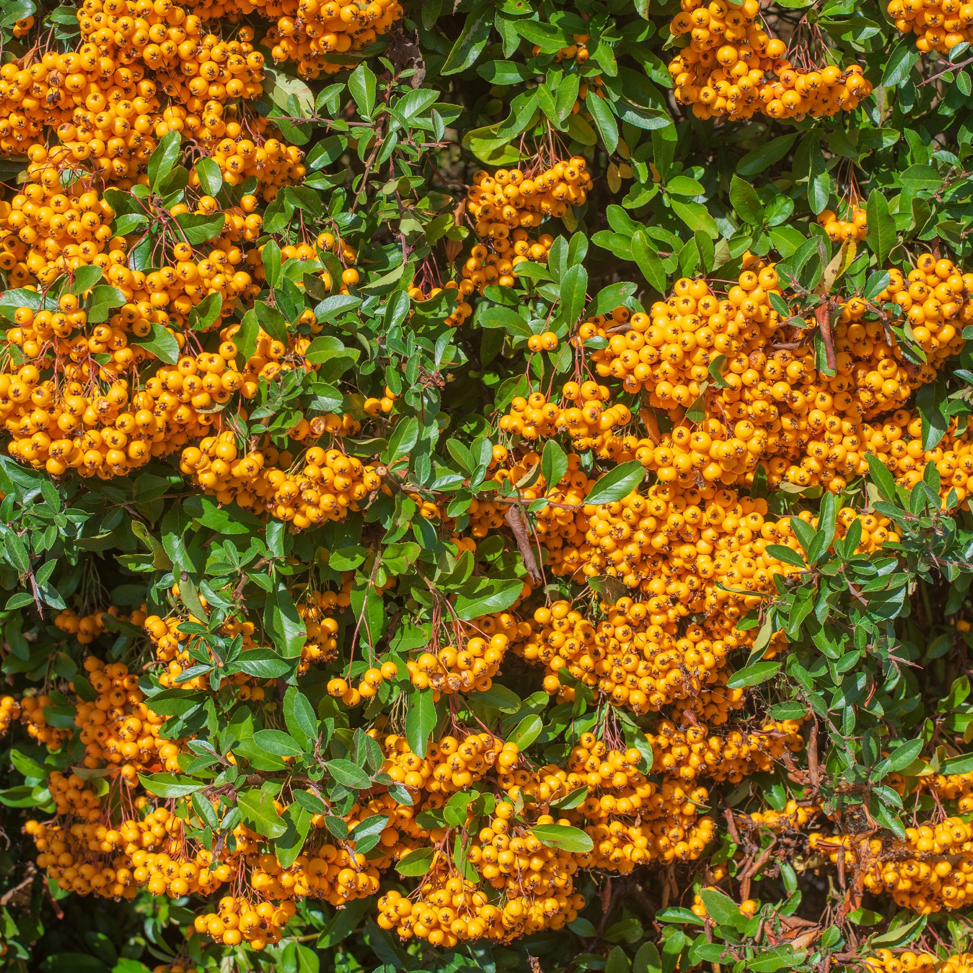 Feuerdorn ‘Saphyr Orange’® - Pyracantha  saphyr ® orange cadange - Bakker