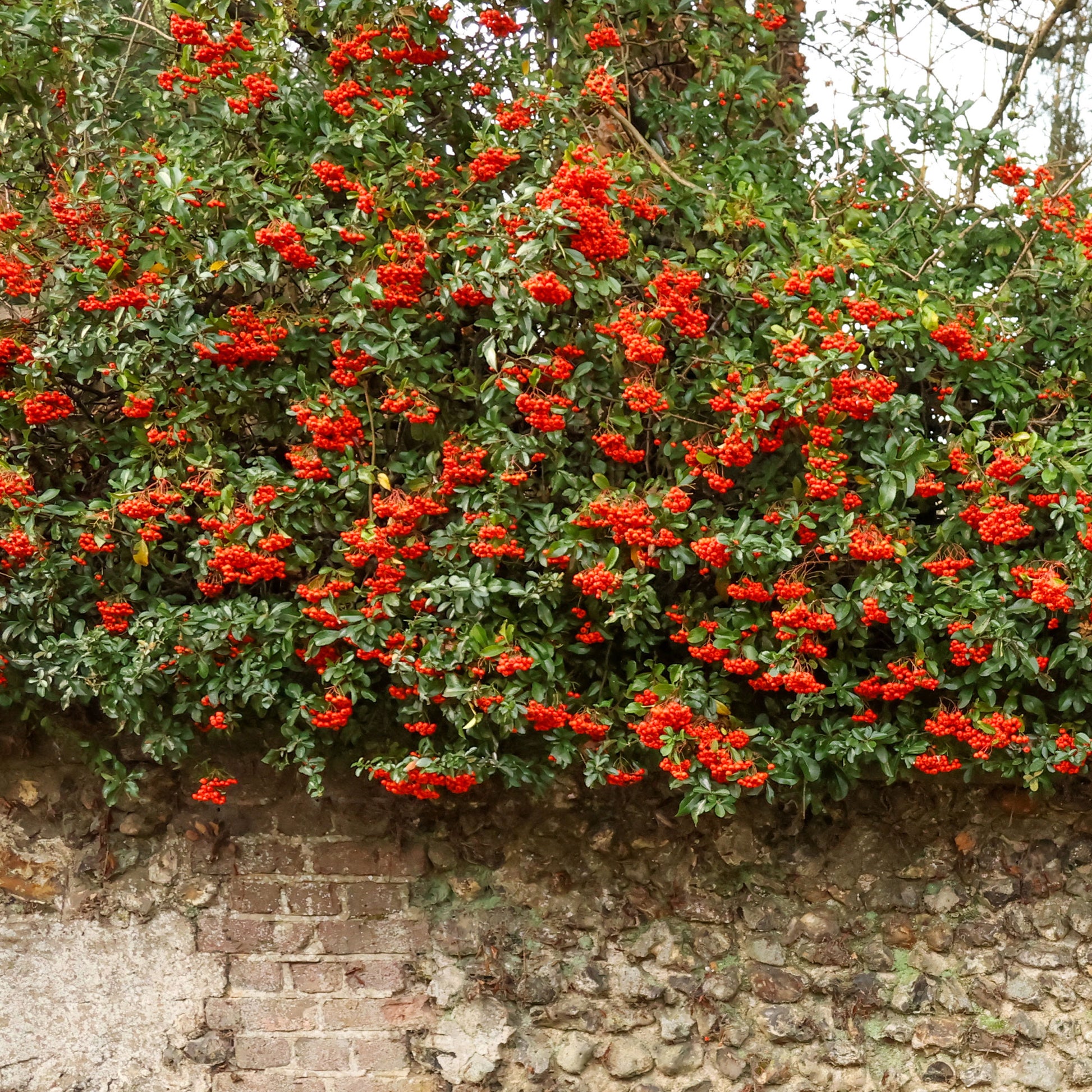 Feuerdorn ‘Saphyr® Rouge Cadrou’ - Pyracantha  saphyr ® rouge'cadrou' - Bakker