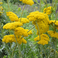 Schafgarbe ‘Cloth of Gold’ - Achillea filipendulina Cloth of Gold - Bakker