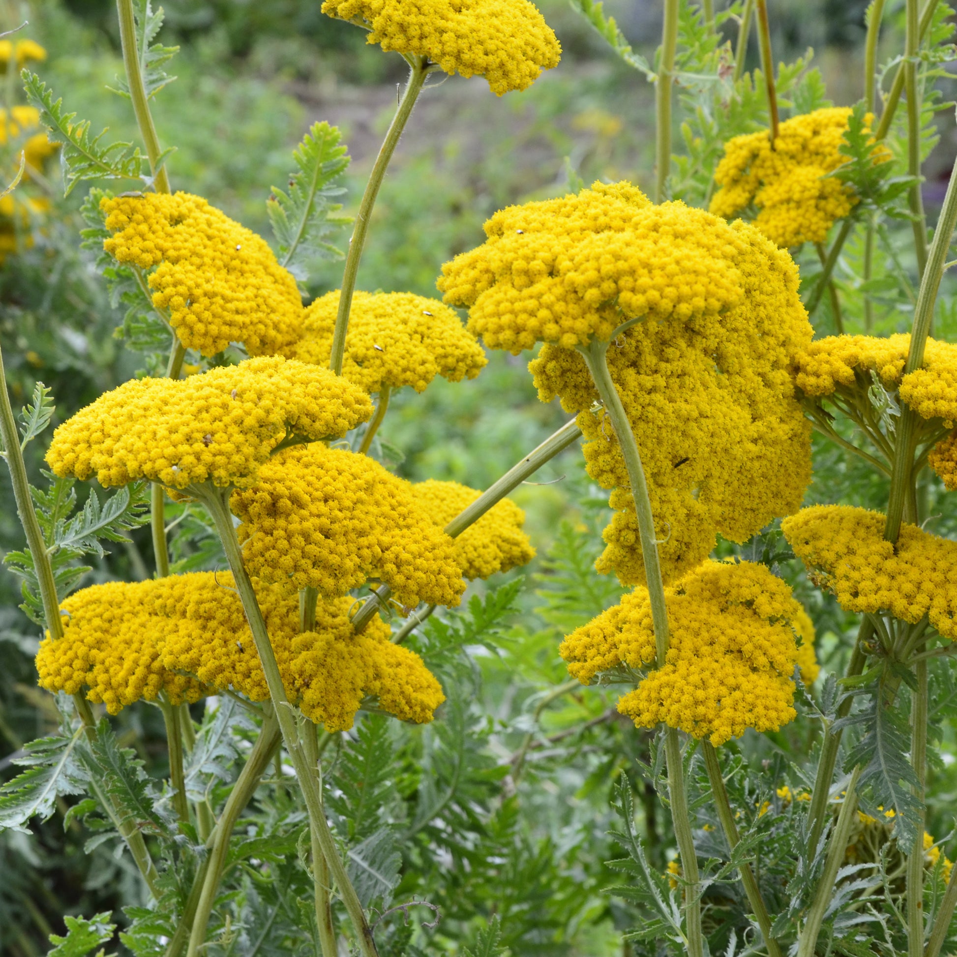 Schafgarbe ‘Cloth of Gold’ - Achillea filipendulina Cloth of Gold - Bakker