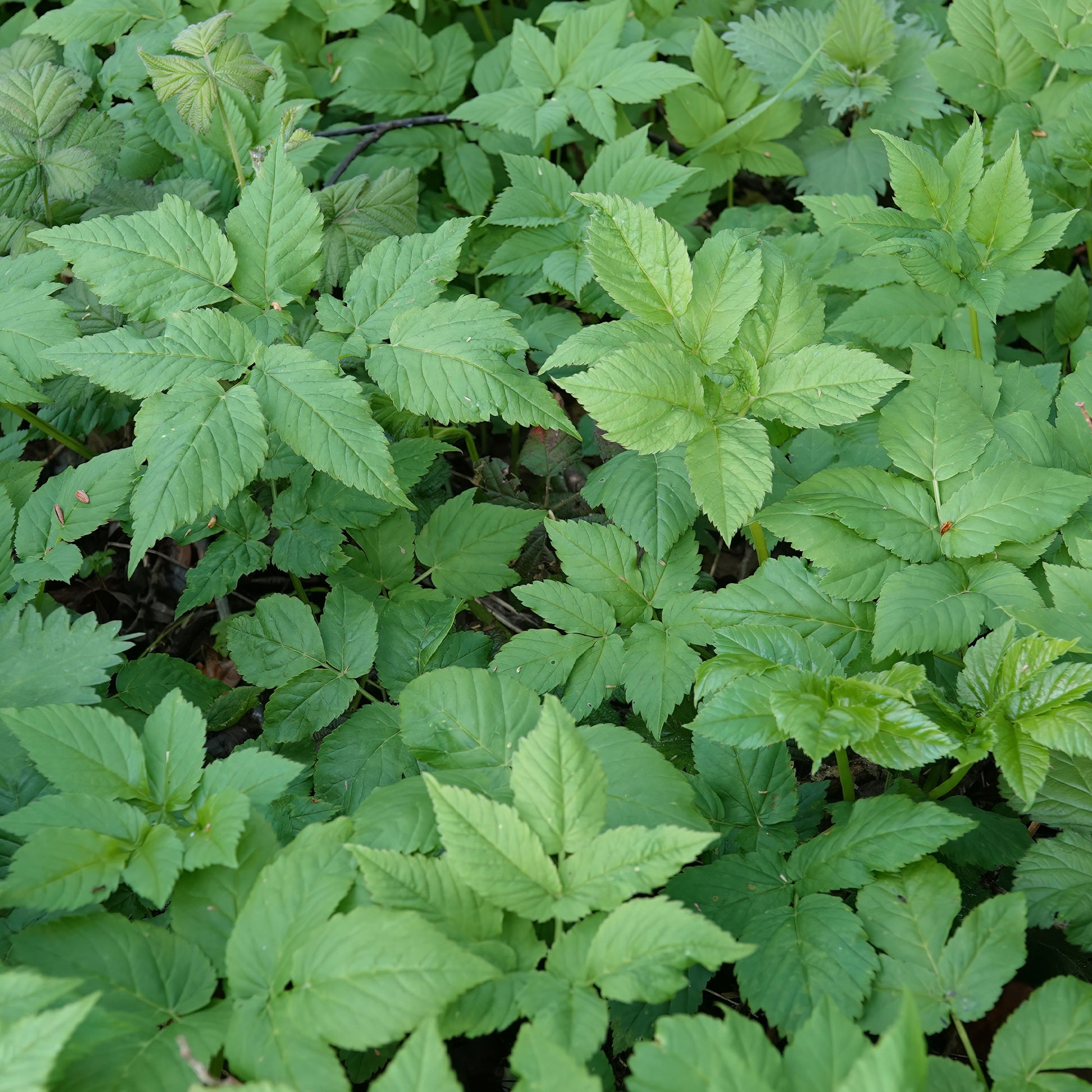 Bodendecker - Gewöhnlicher Giersch - Aegopodium podagraria