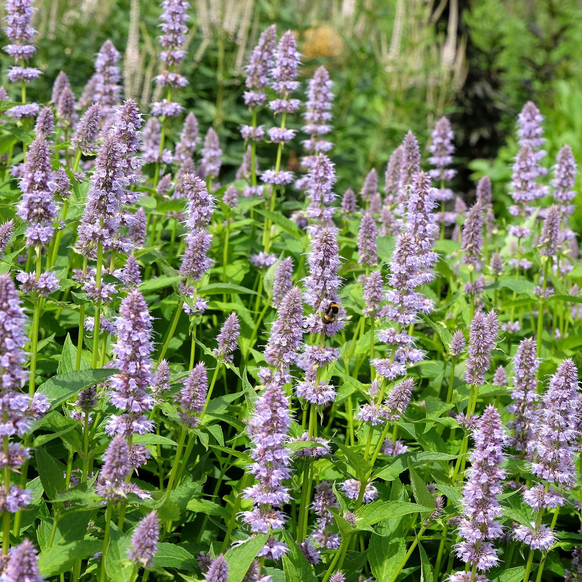 Anis-Duftnessel - Agastache foeniculum - Bakker