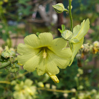 Raue Stockrose gelb - Bakker