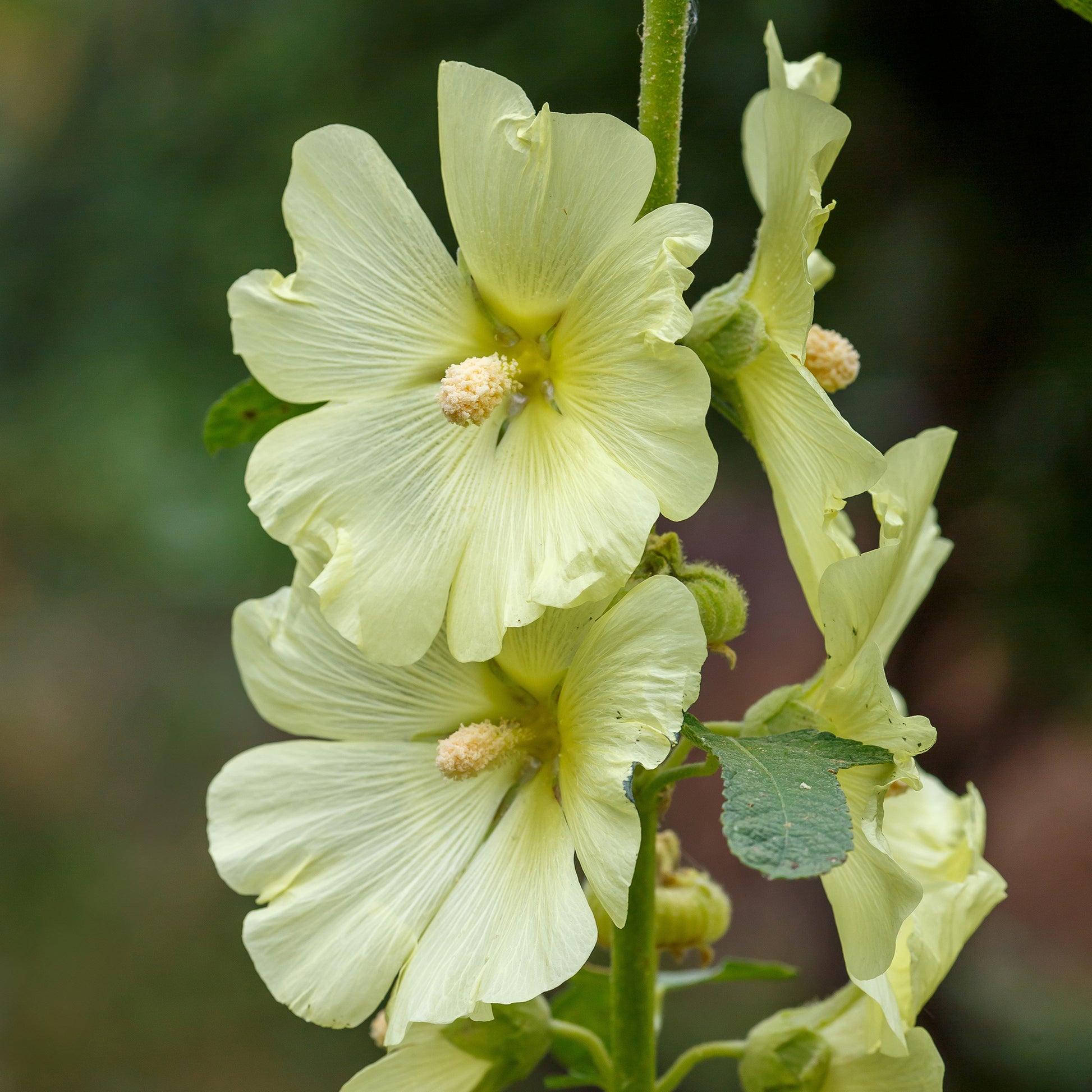 Raue Stockrose gelb - Alcea rugosa - Bakker