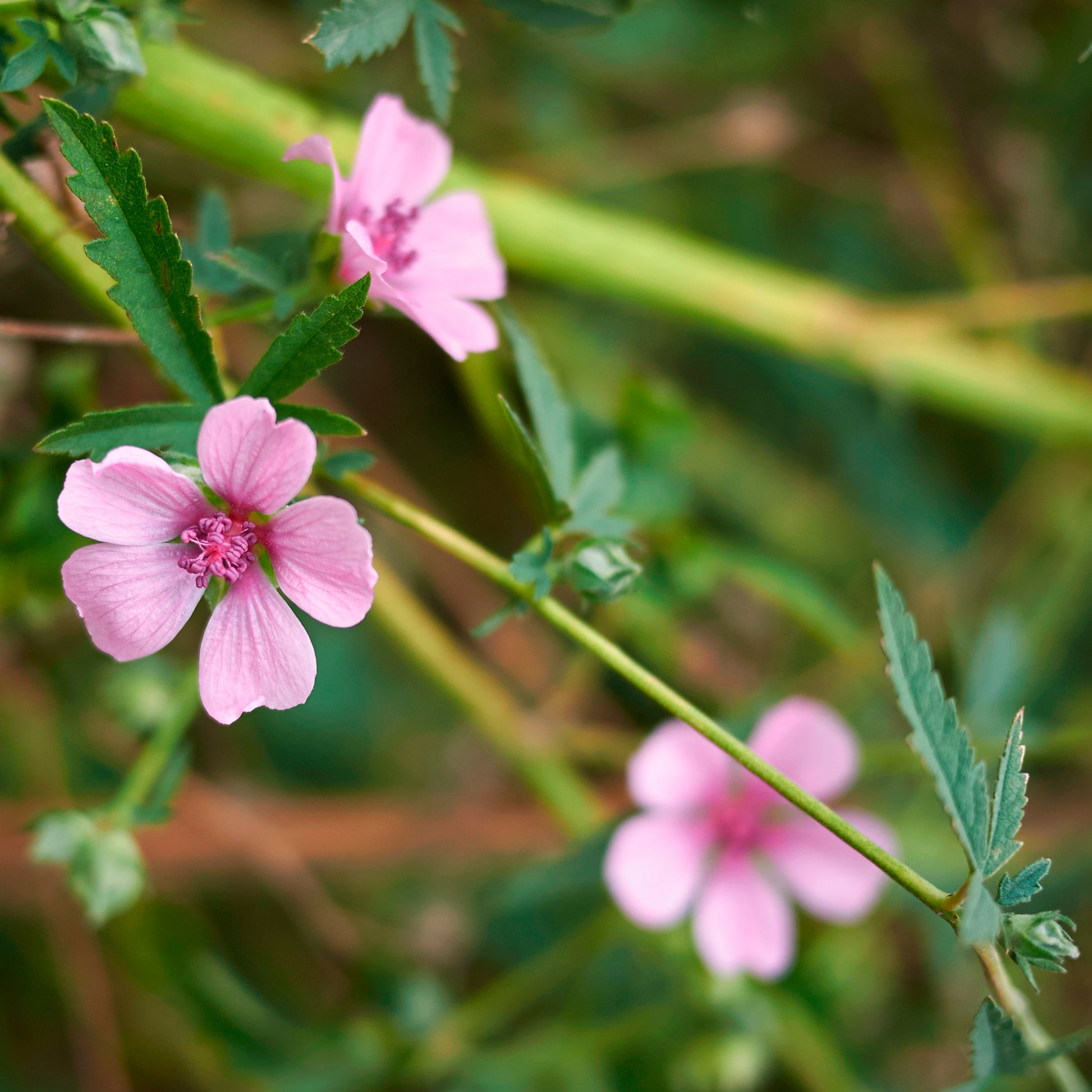 Stauden - Falscher Hanf-Eibisch Hanfblatt-Eibisch - Althaea cannabina