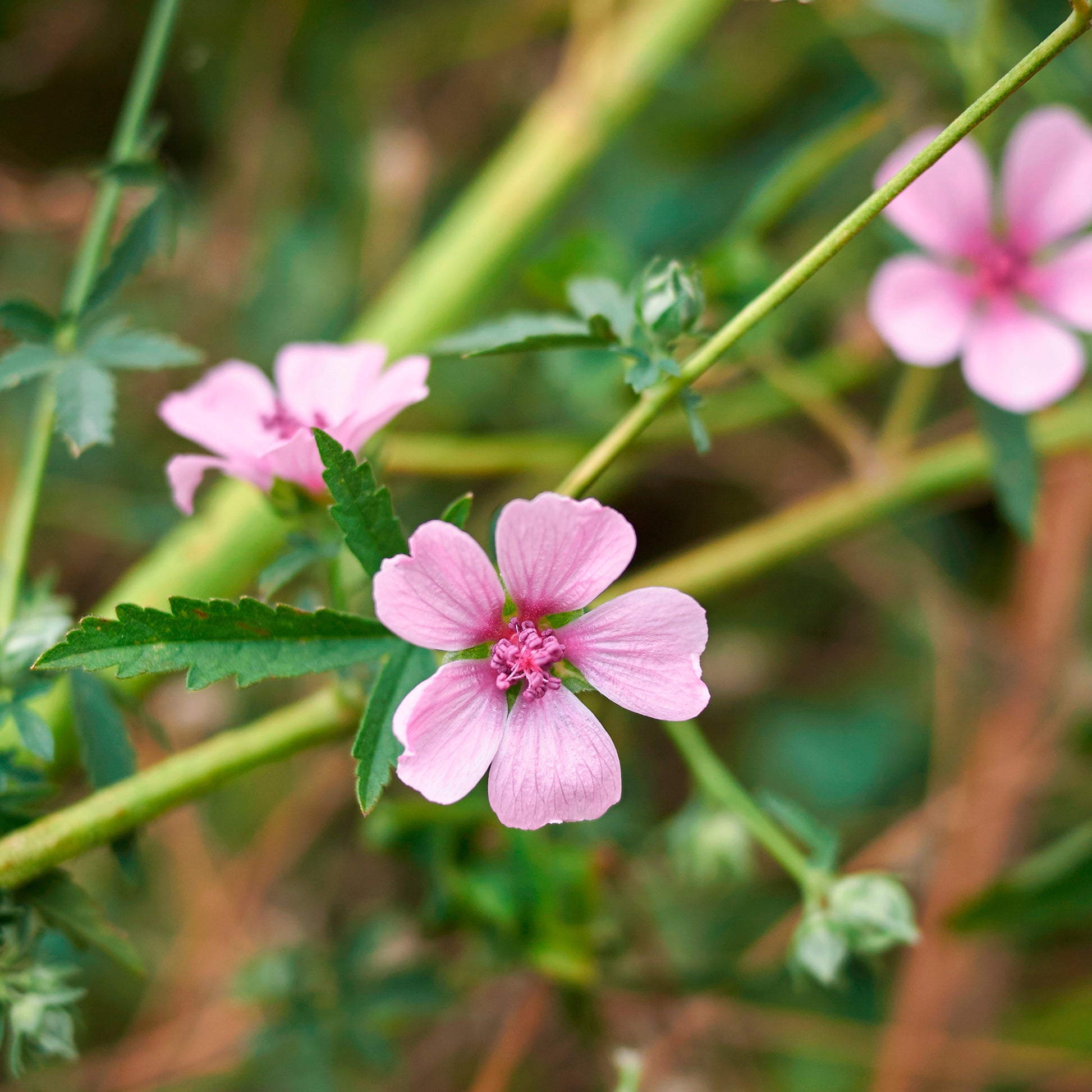 Althaea cannabina - Falscher Hanf-Eibisch Hanfblatt-Eibisch - Stauden