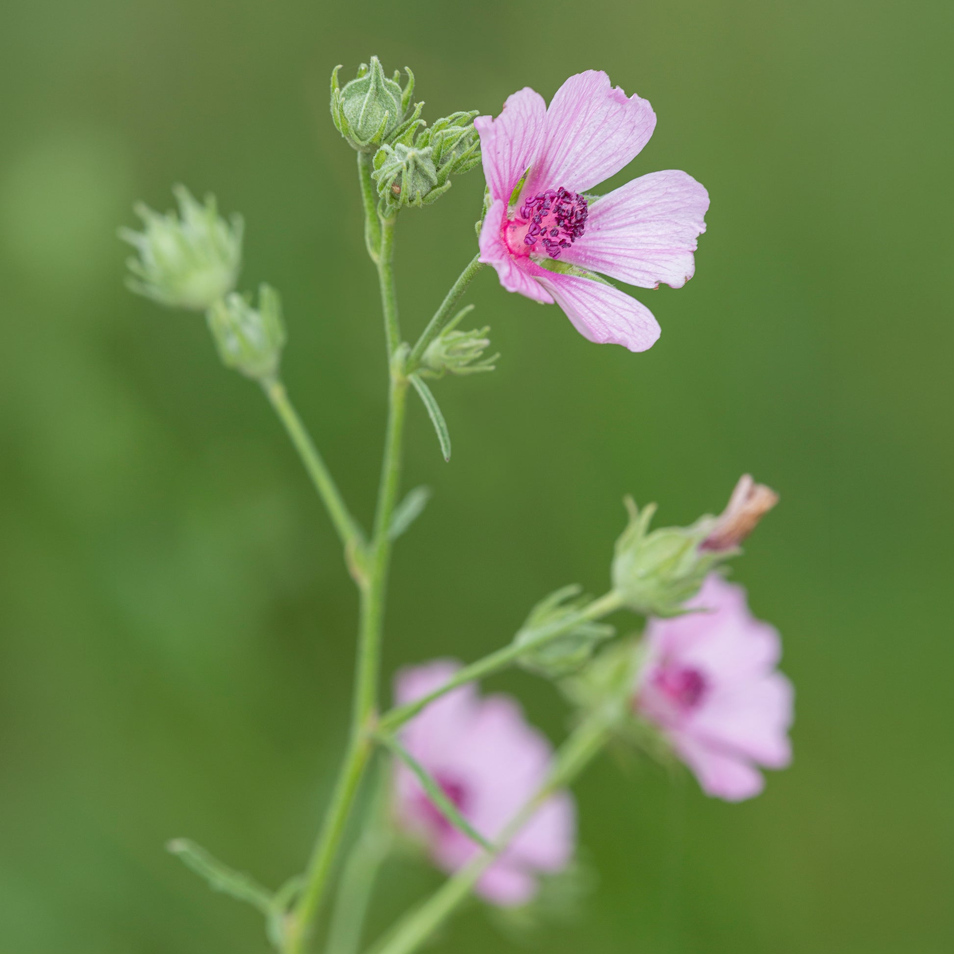 Verkauf Falscher Hanf-Eibisch Hanfblatt-Eibisch - Althaea cannabina