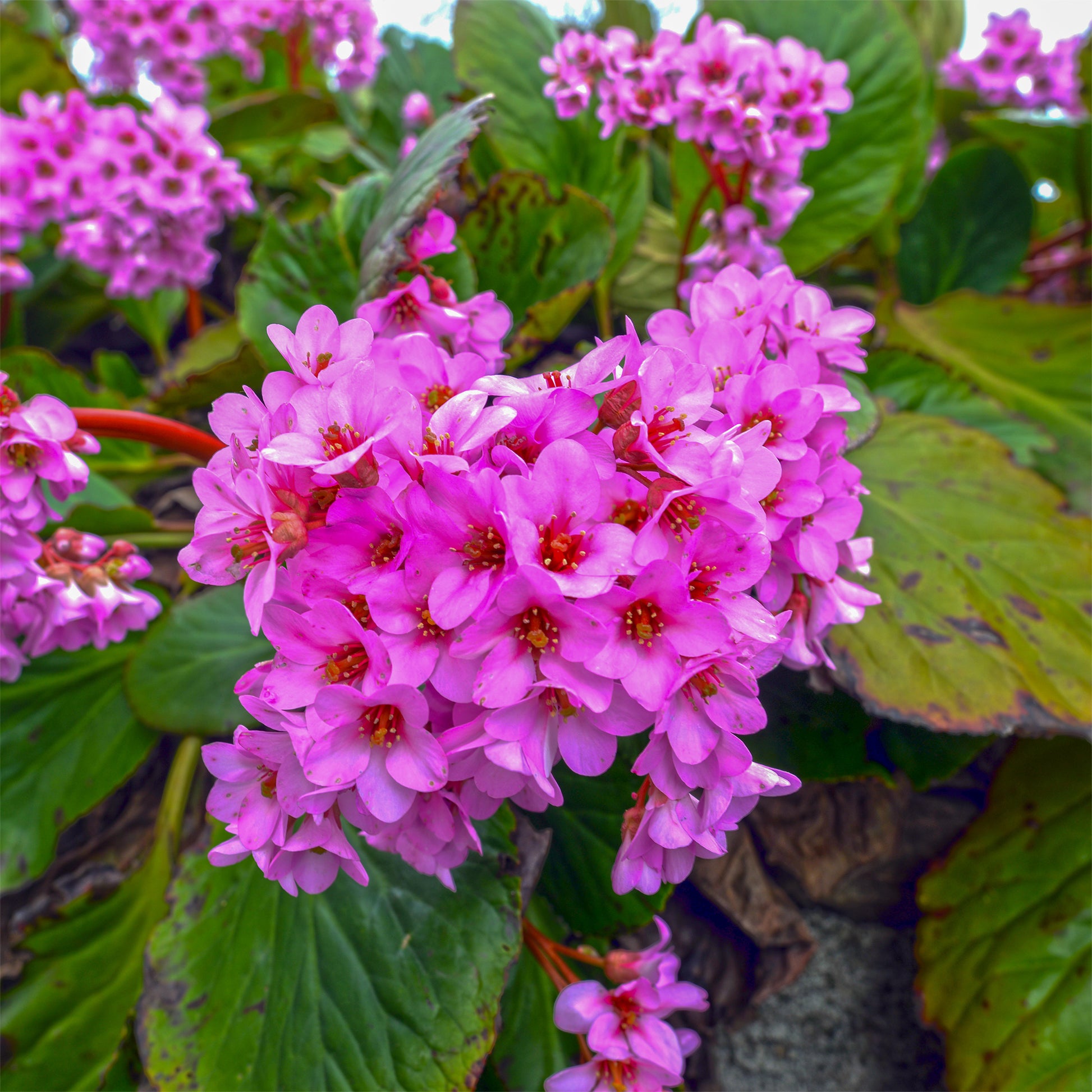 Bergenie purpur - Bergenia purpurascens - Bakker