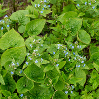 Brunnera sibirica - Sibirisches Vergissmeinnicht - Stauden