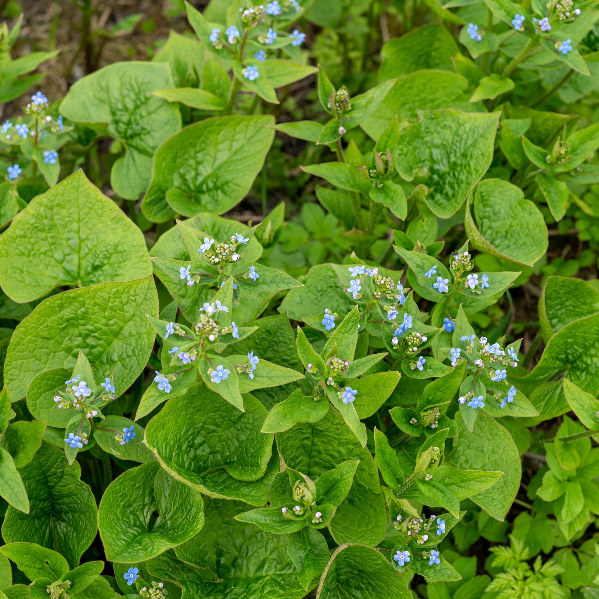 Brunnera sibirica - Sibirisches Vergissmeinnicht - Stauden