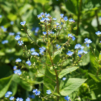 Sibirisches Vergissmeinnicht - Brunnera sibirica - Bakker