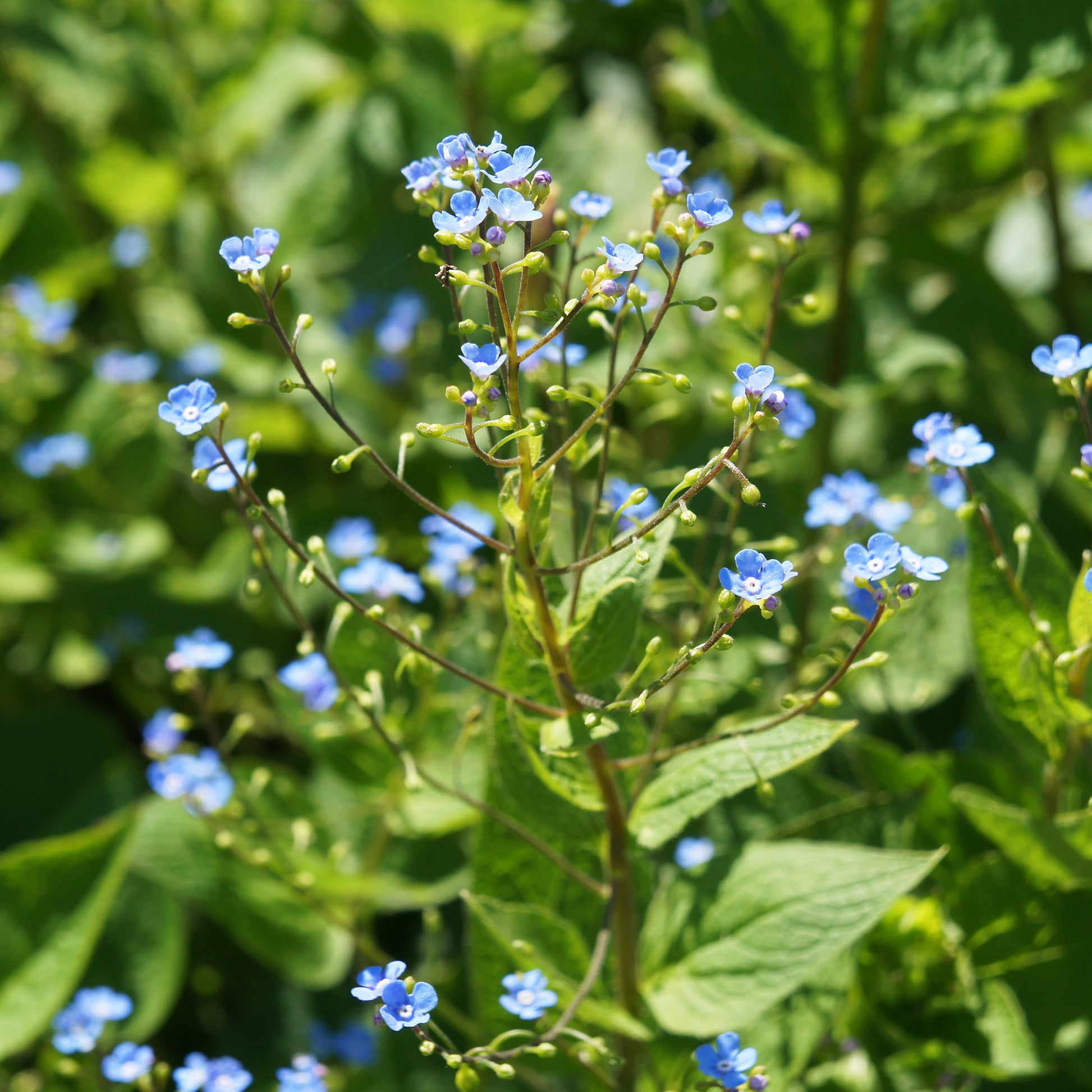Sibirisches Vergissmeinnicht - Brunnera sibirica - Bakker
