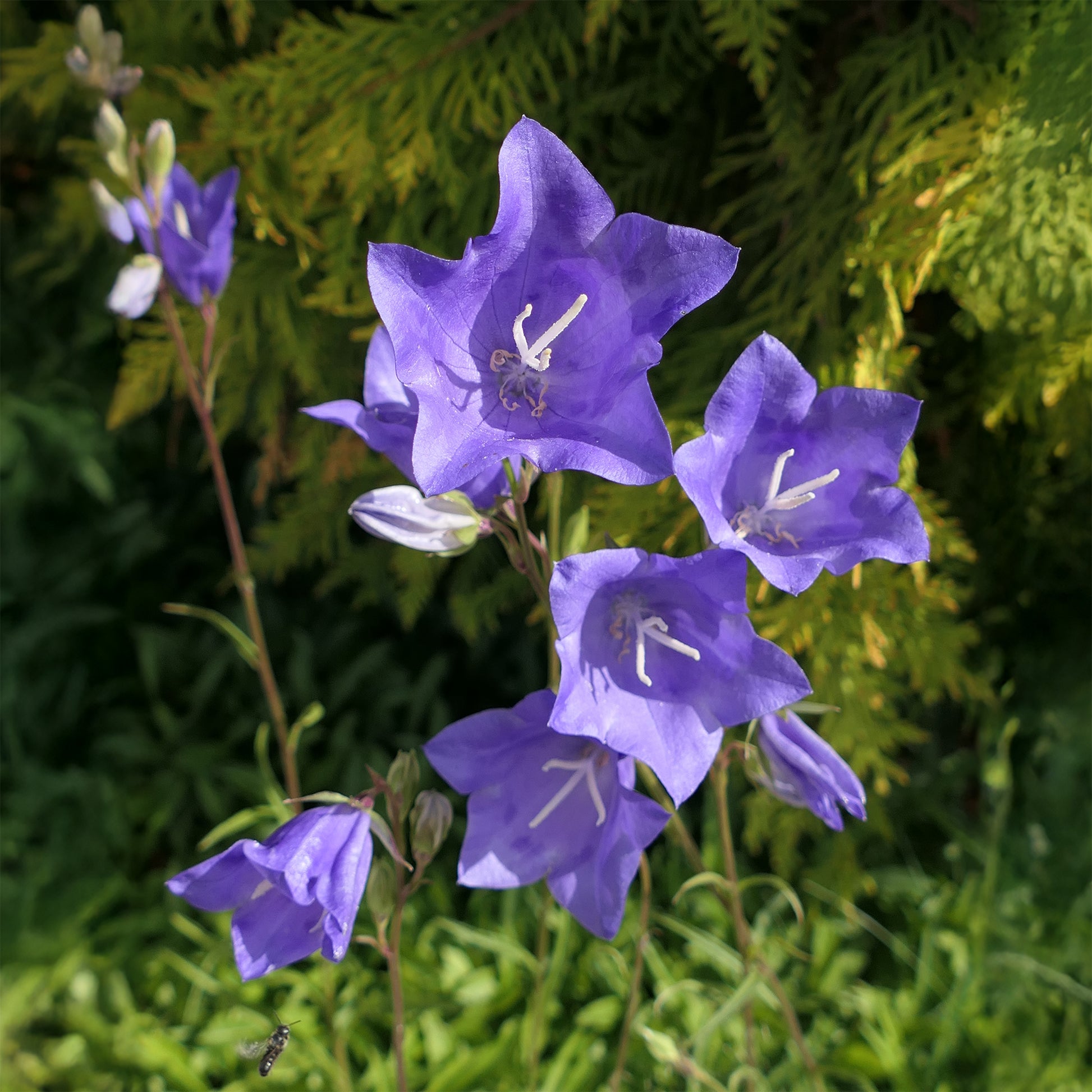 Glockenblumen - Pfirsichblättrige Glockenblume - Campanula persicifolia