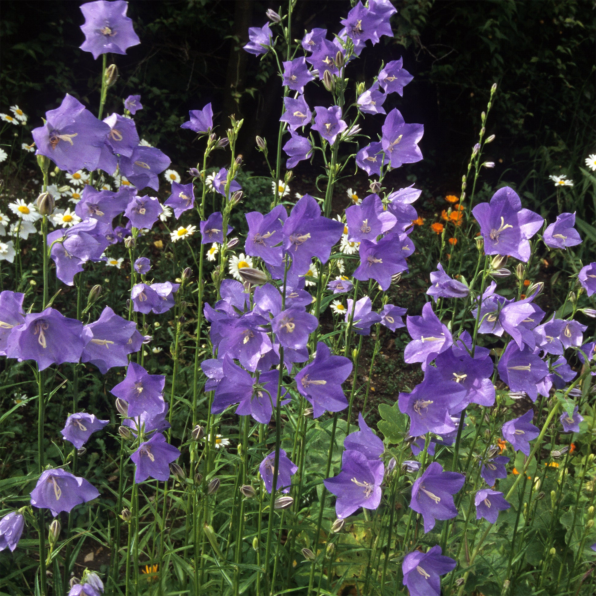 Campanula persicifolia - Pfirsichblättrige Glockenblume - Glockenblumen
