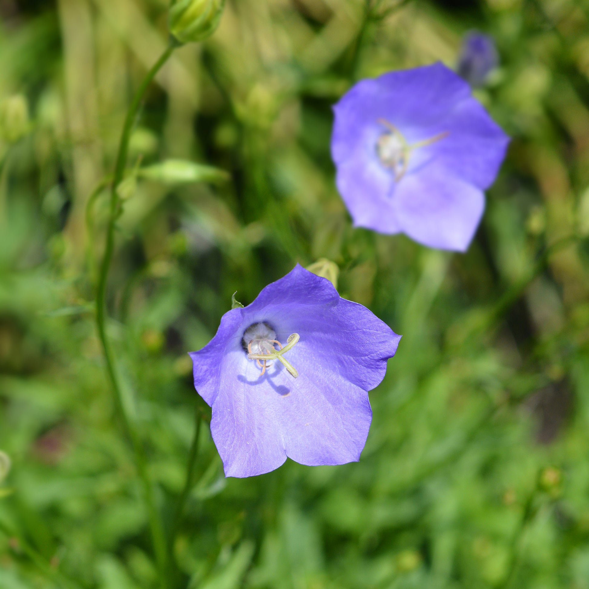 Pfirsichblättrige Glockenblume - Bakker