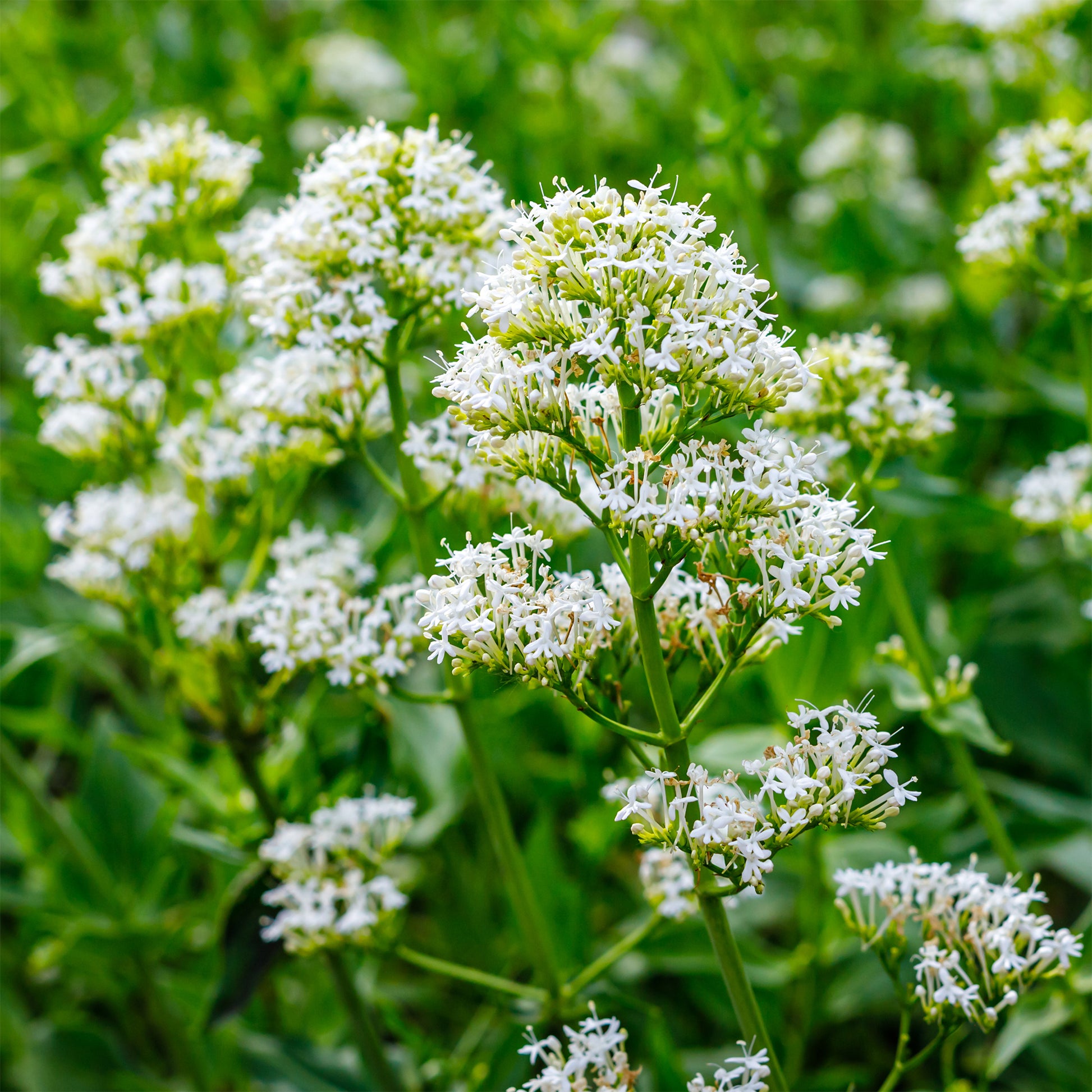 Weiße Spornblume - Centranthus ruber albus - Bakker