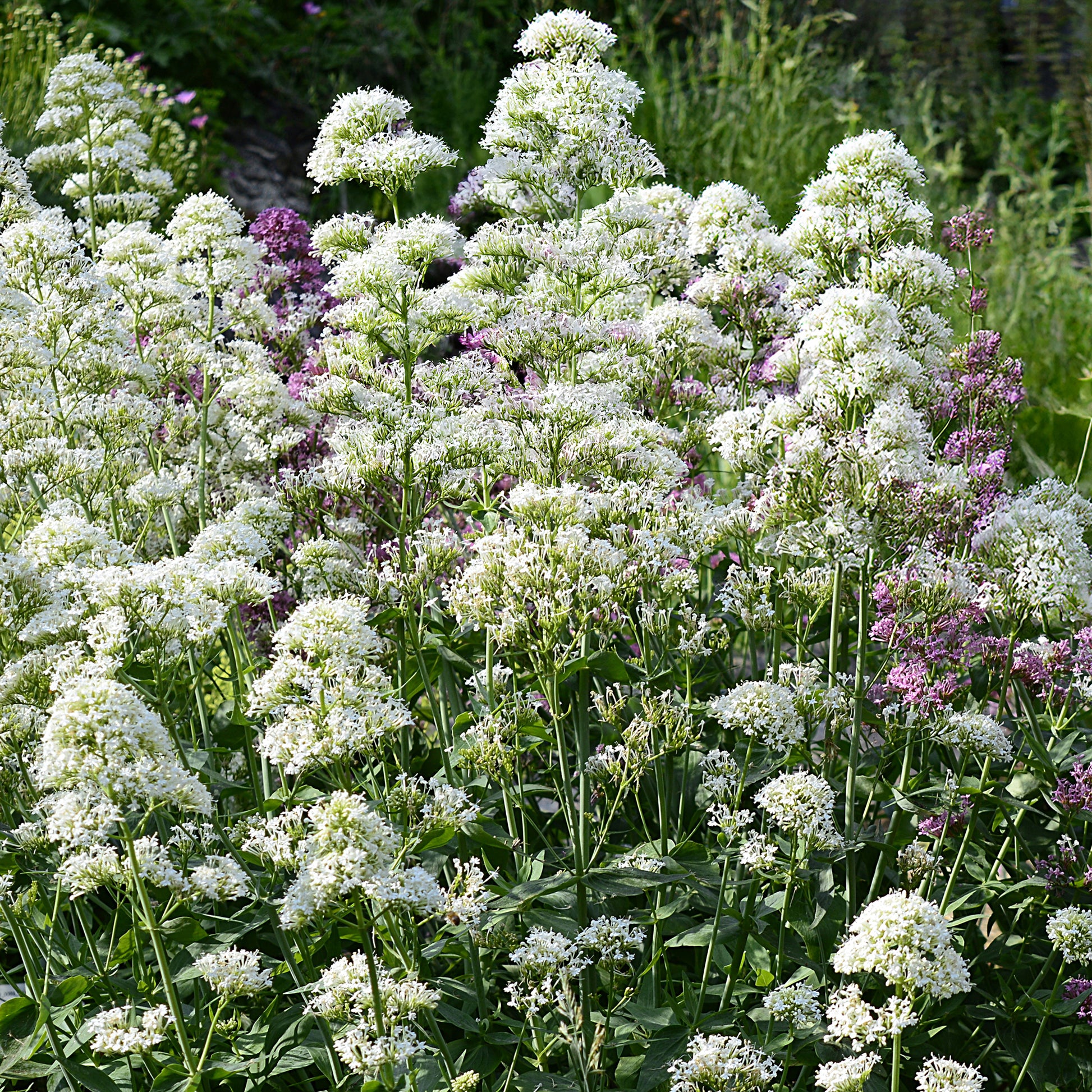 Centranthus ruber albus - Weiße Spornblume - Blühende Stauden
