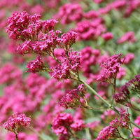 Rotblühende Spornblume 'Coccineus' - Centranthus ruber coccineus - Bakker
