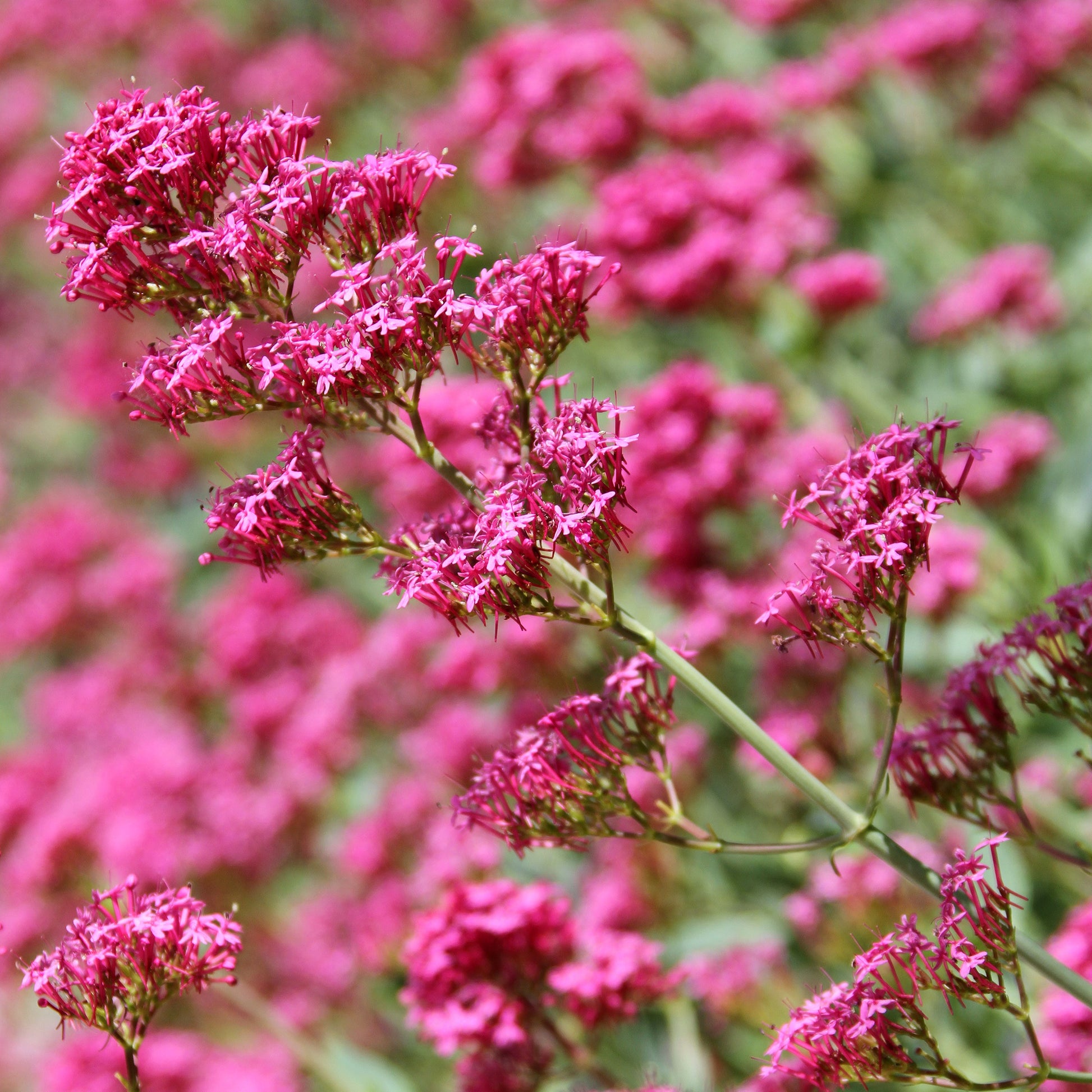 Rotblühende Spornblume 'Coccineus' - Centranthus ruber coccineus - Bakker