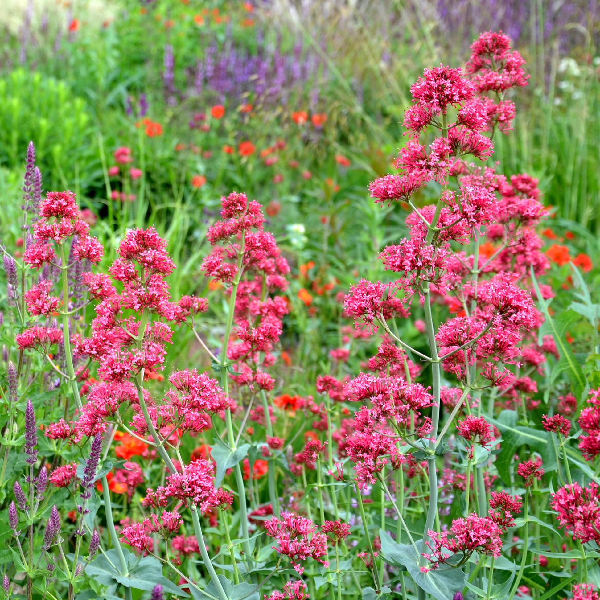 Stauden - Rotblühende Spornblume 'Coccineus' - Centranthus ruber coccineus